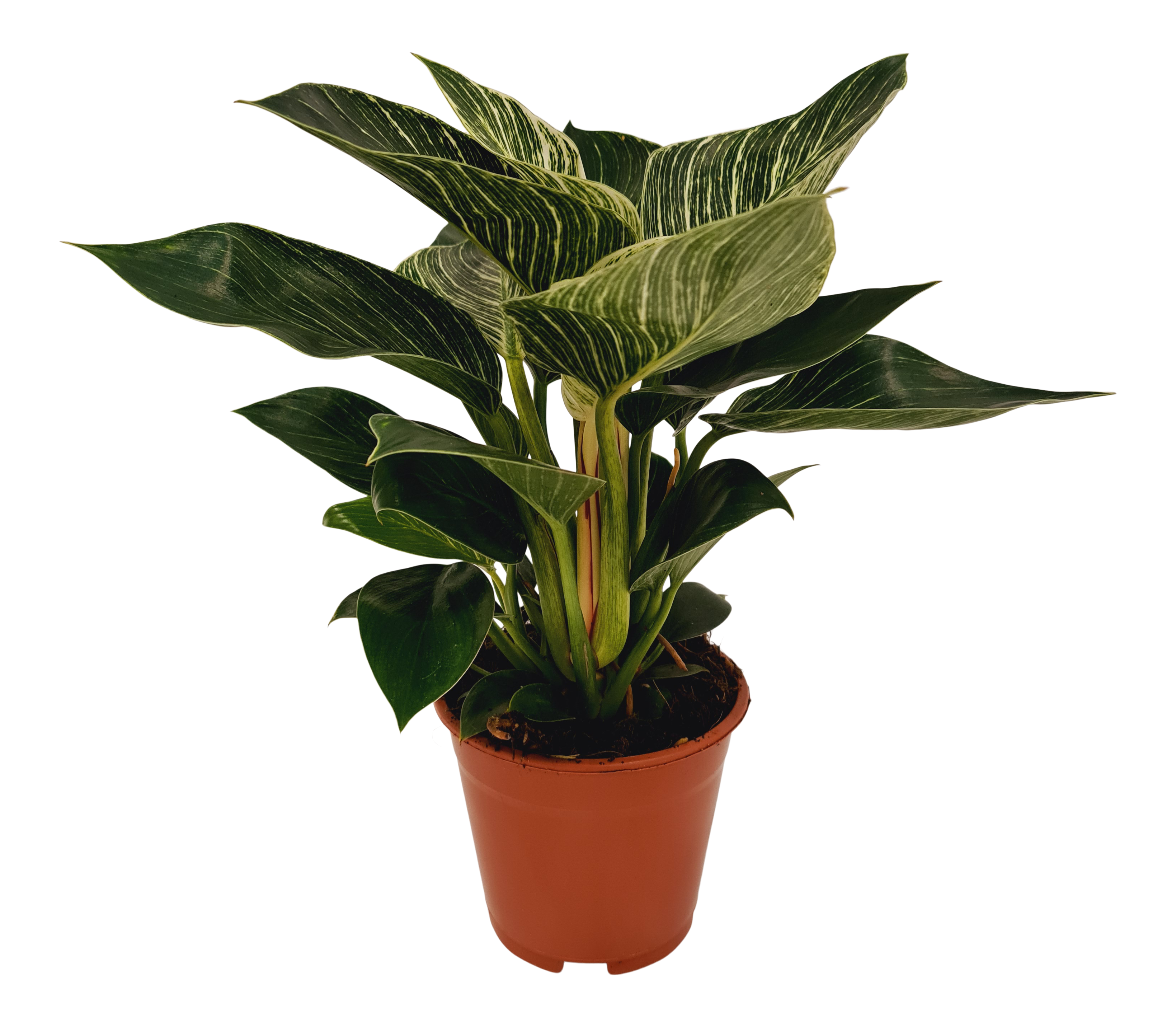 Filodendron Birkin 40 cm