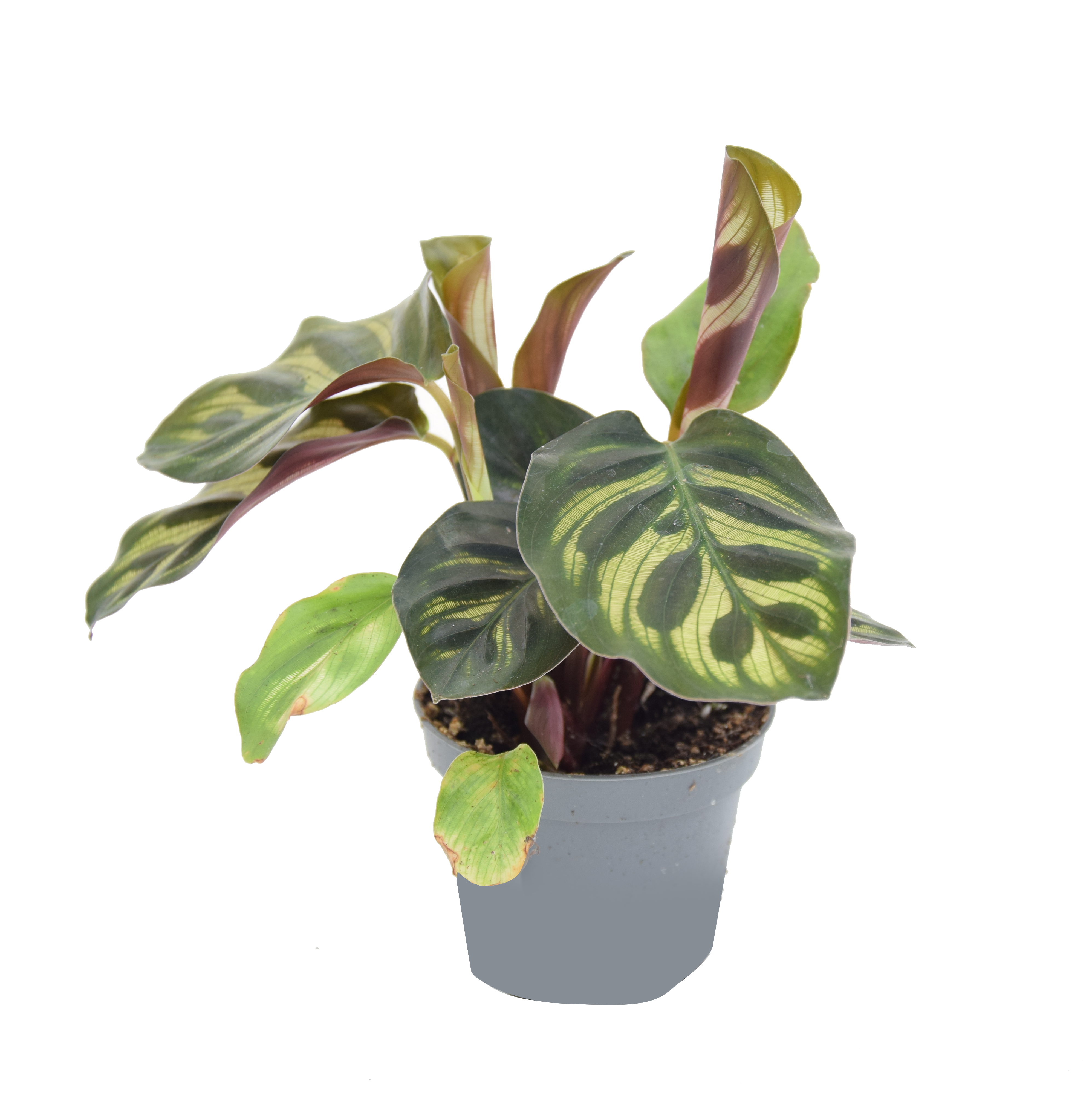 Kalatea Lancifolia 15 cm