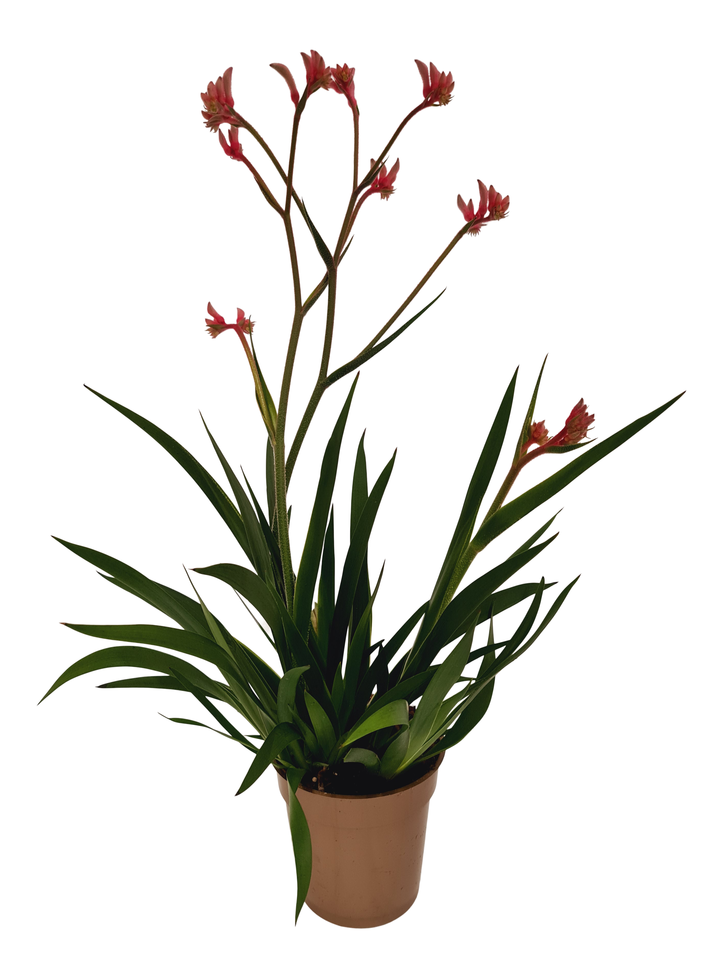 Anigozantos Kangurza łapa mix 40cm
