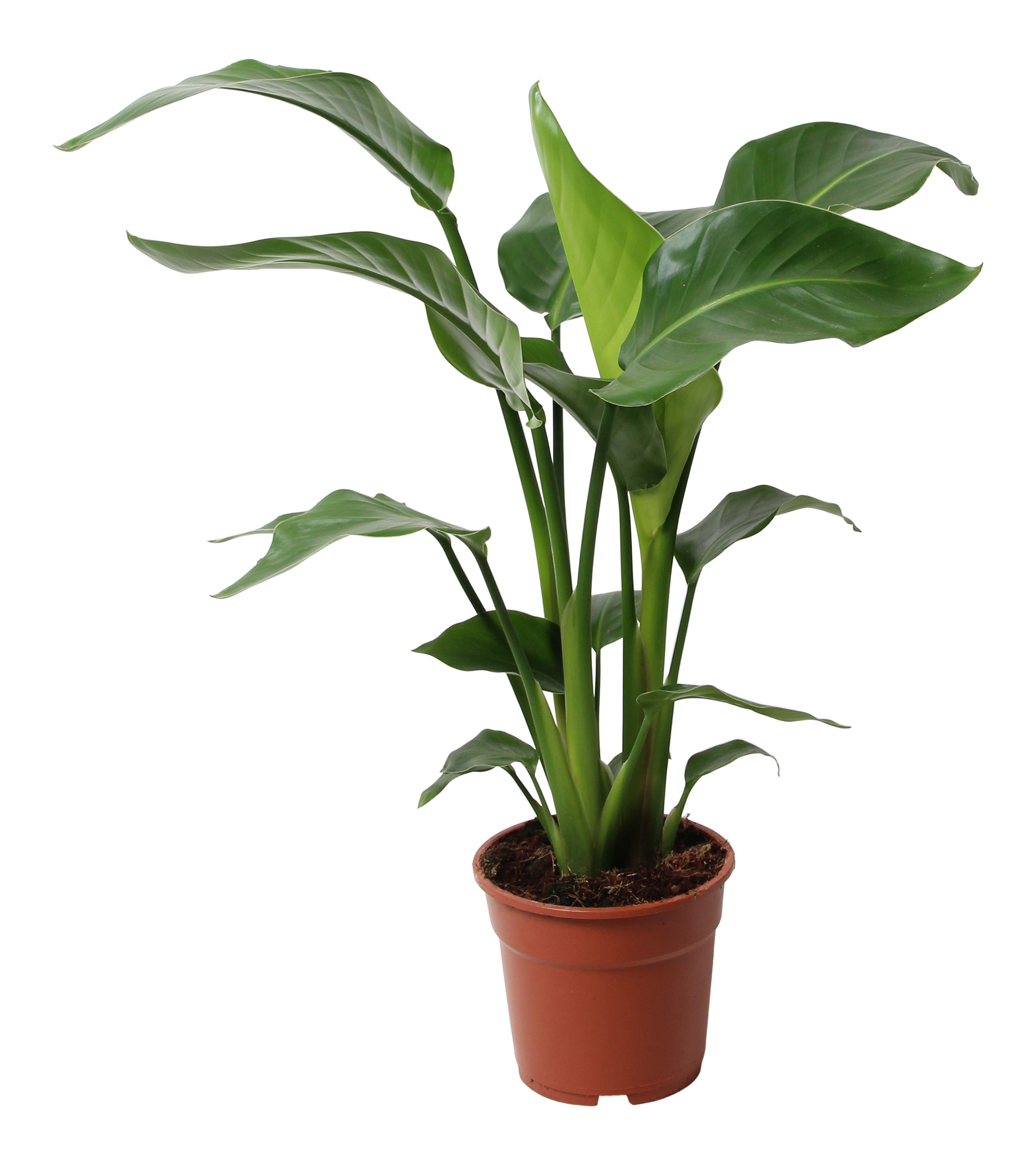 Strelicja biała Strelitzia nicolai Rajski Ptak 60 cm