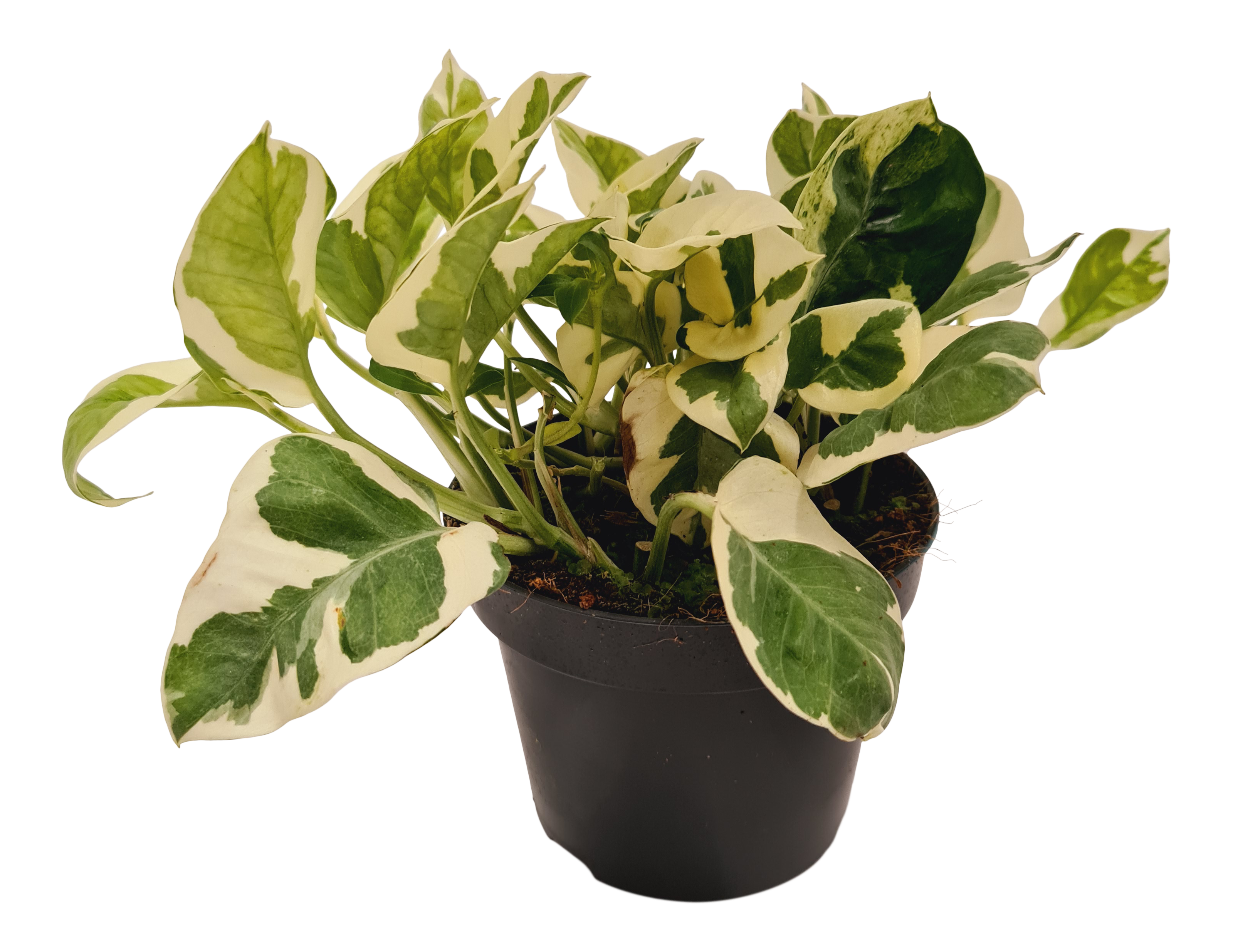 Scindapsus Epipremnum NJoy 20 cm