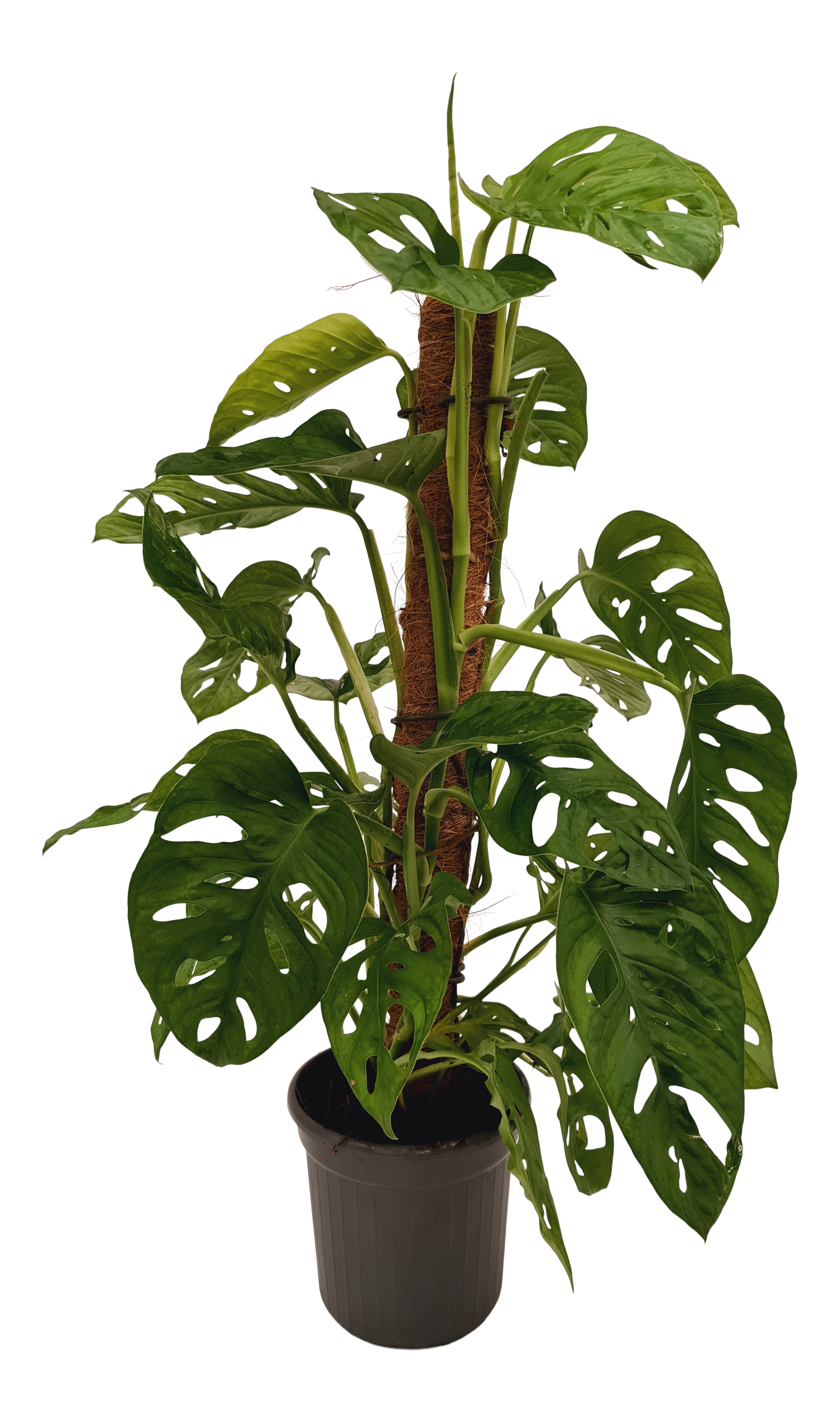 Monstera Monkey Leaf 75 cm