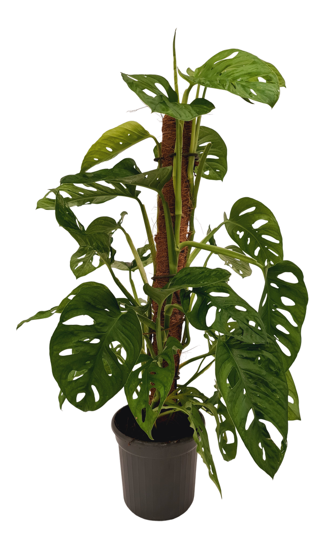 Monstera Monkey Leaf 75 cm