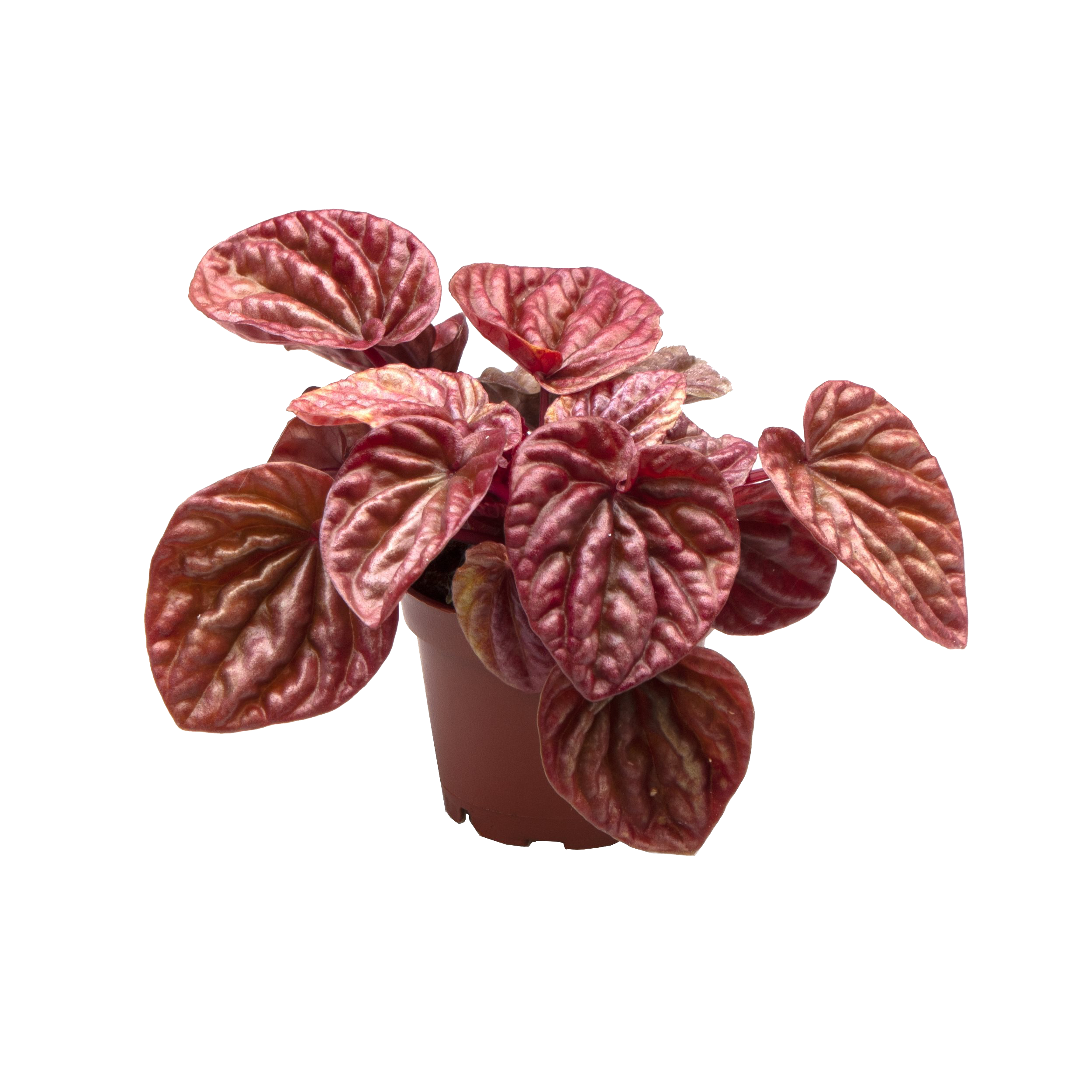 Peperomia kędzierzawa mix 10 cm