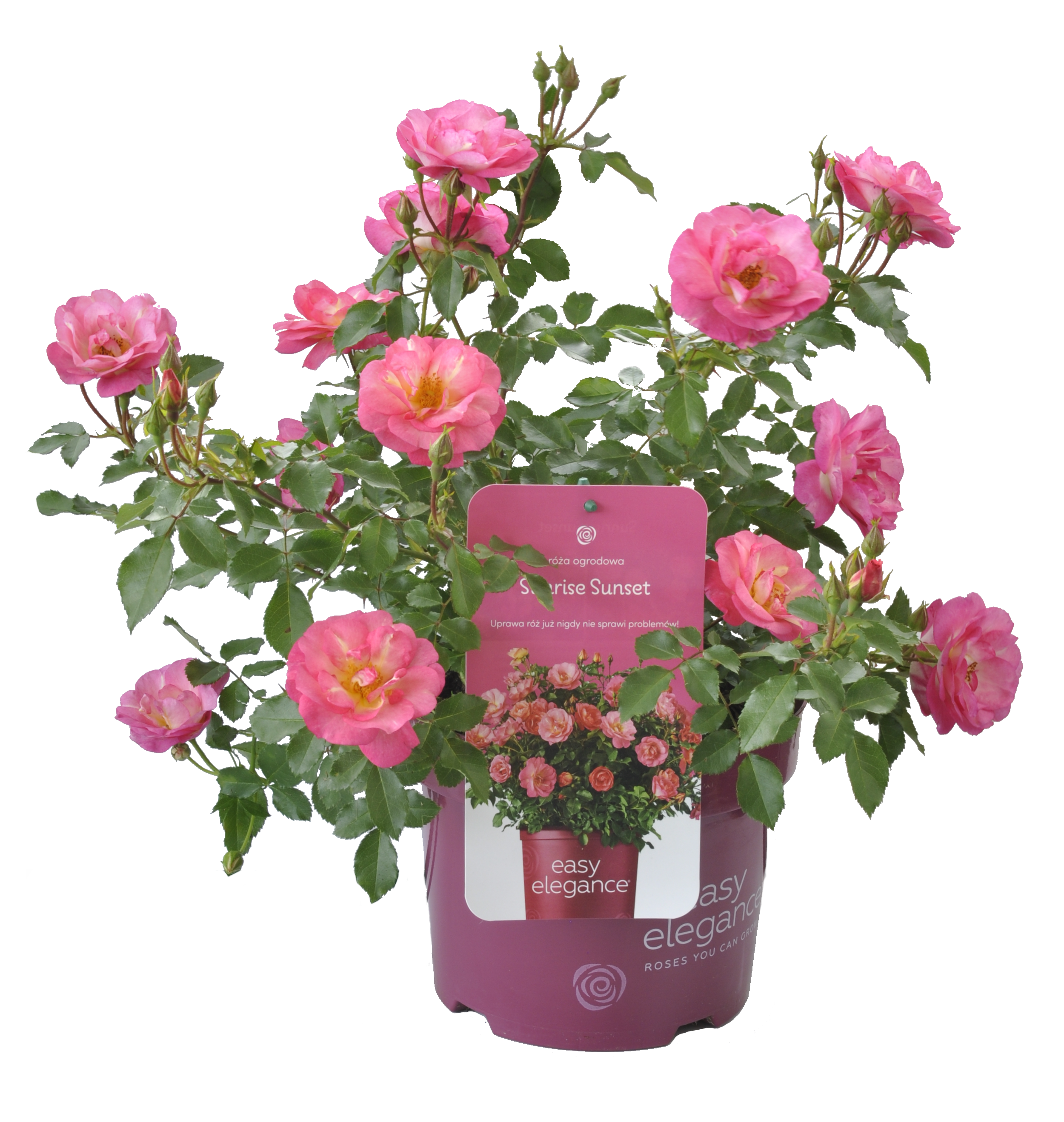 Róża Easy Elegance mix 40 cm