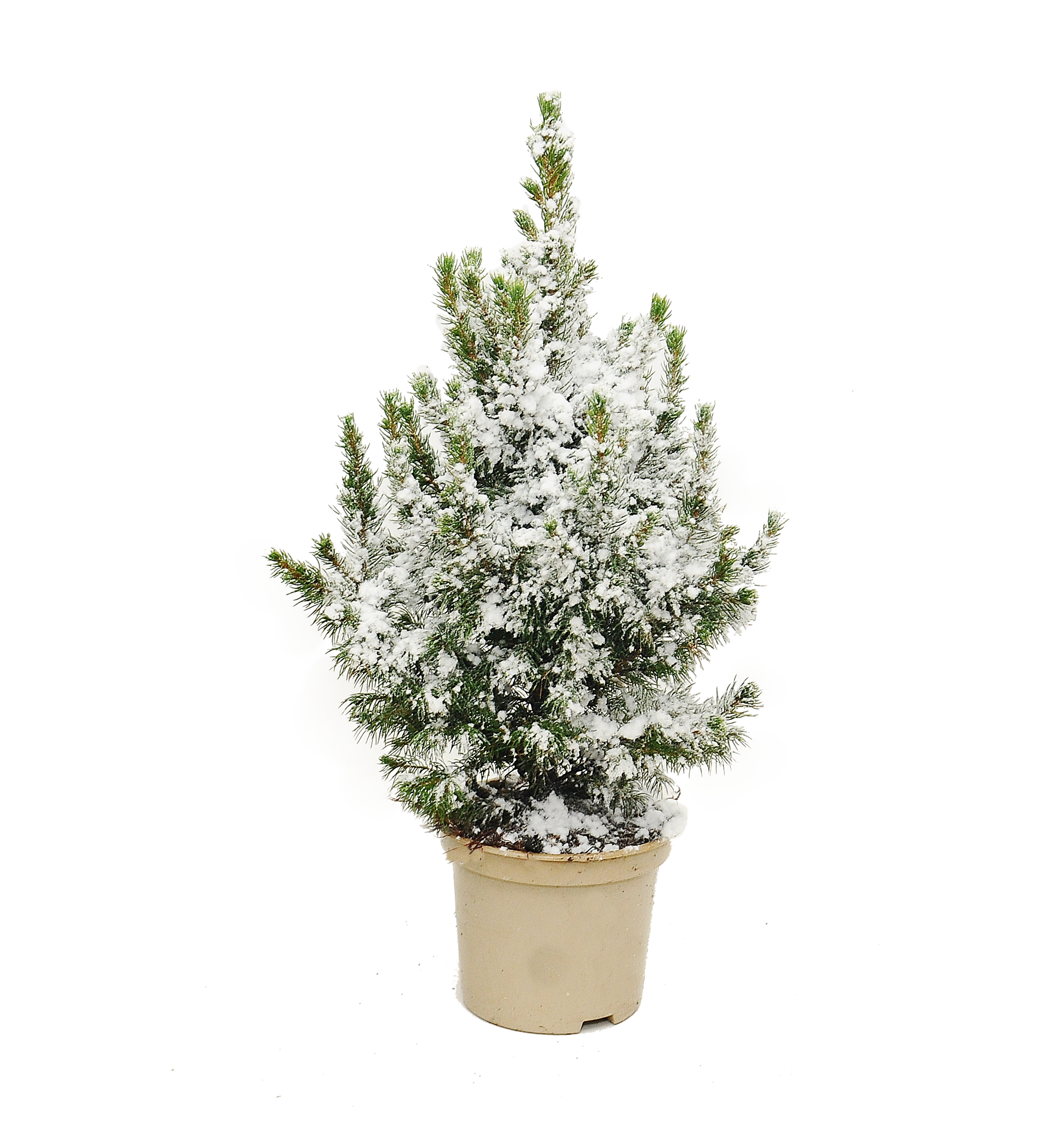 Świerk z śniegiem 55-60 cm choinka żywa w donicy