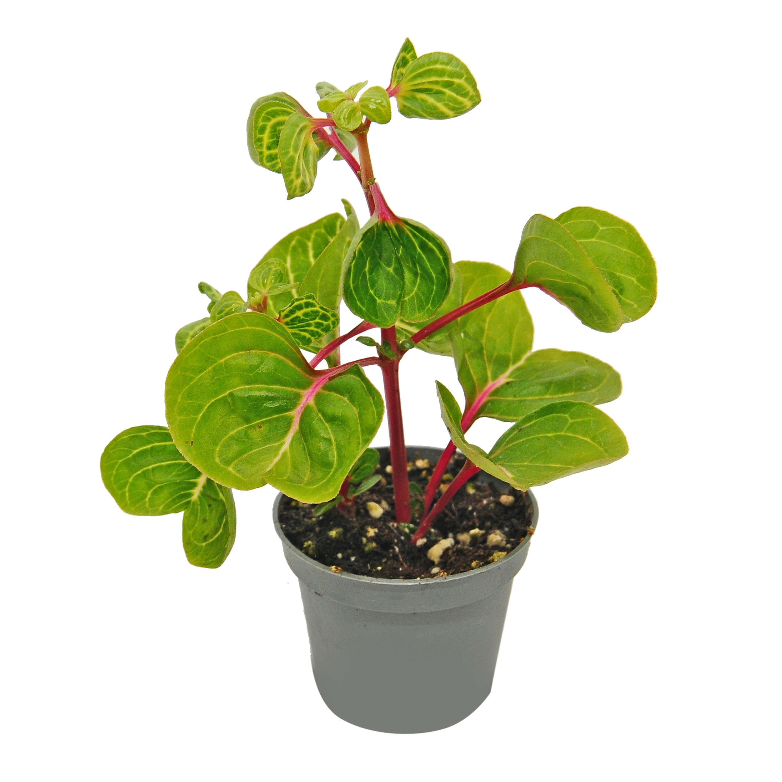 Irezyna Herbstii 13 cm