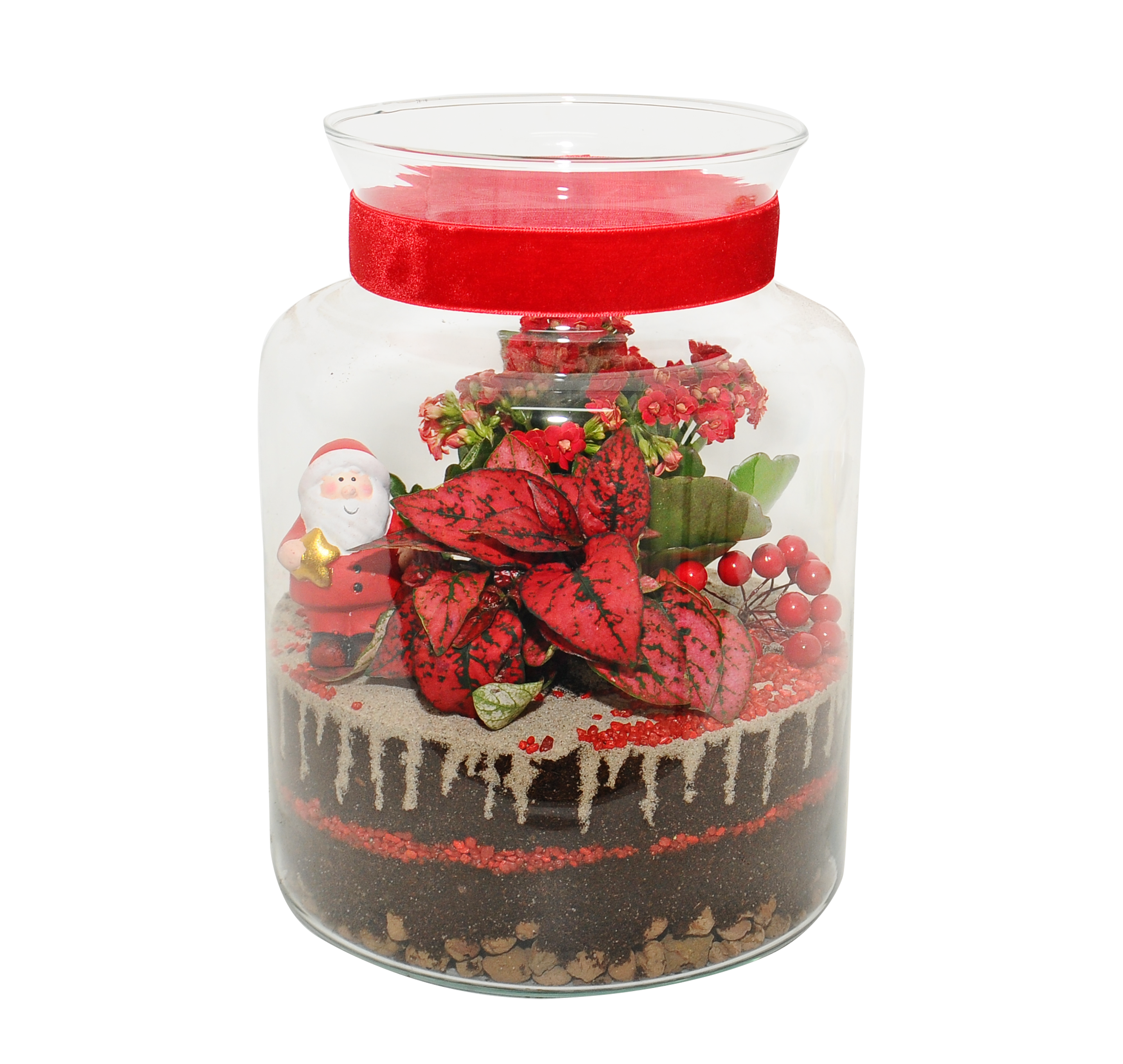 Kalanchoe niedośpian mix 25 cm