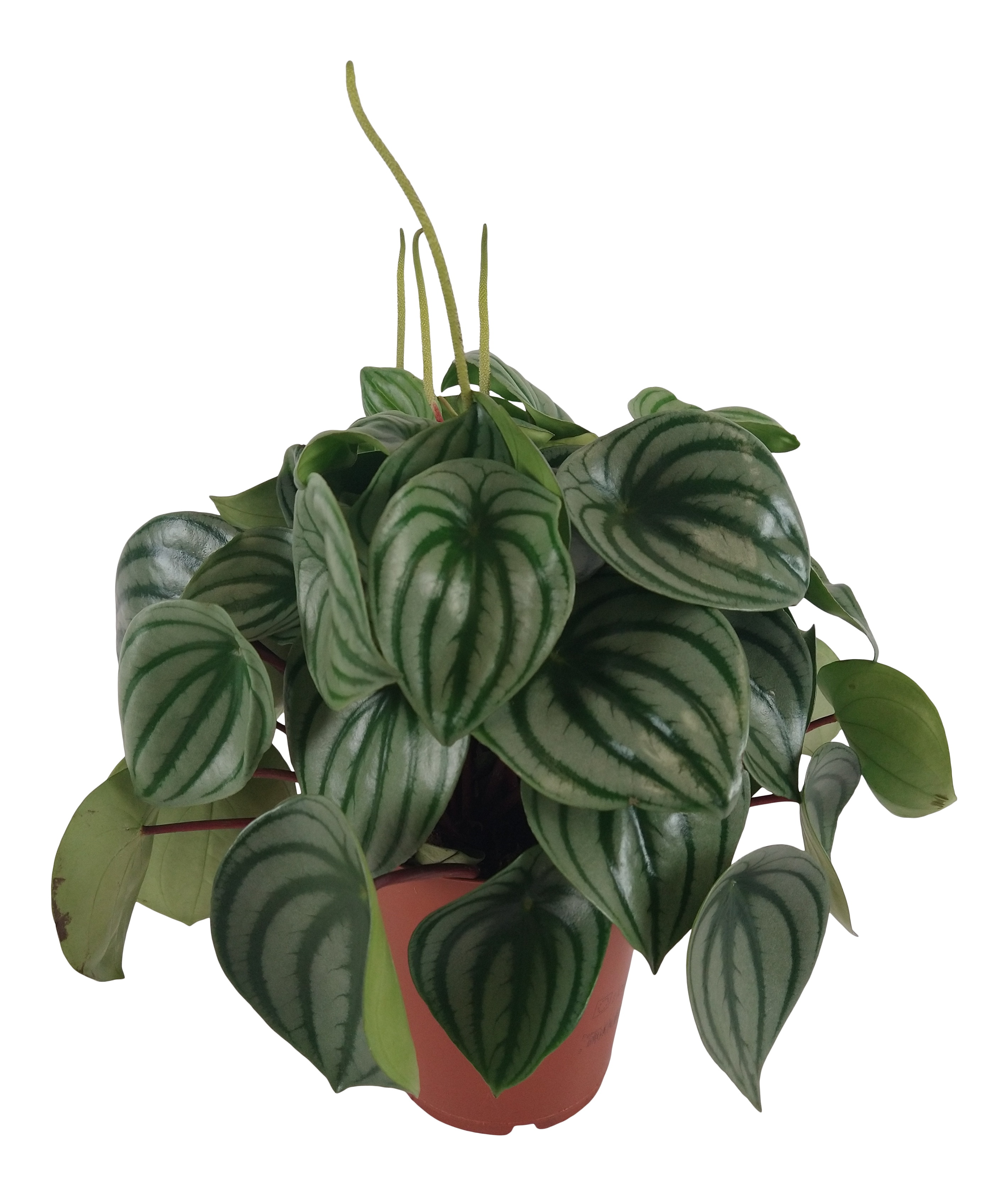 Peperomia Argyreia 35 cm