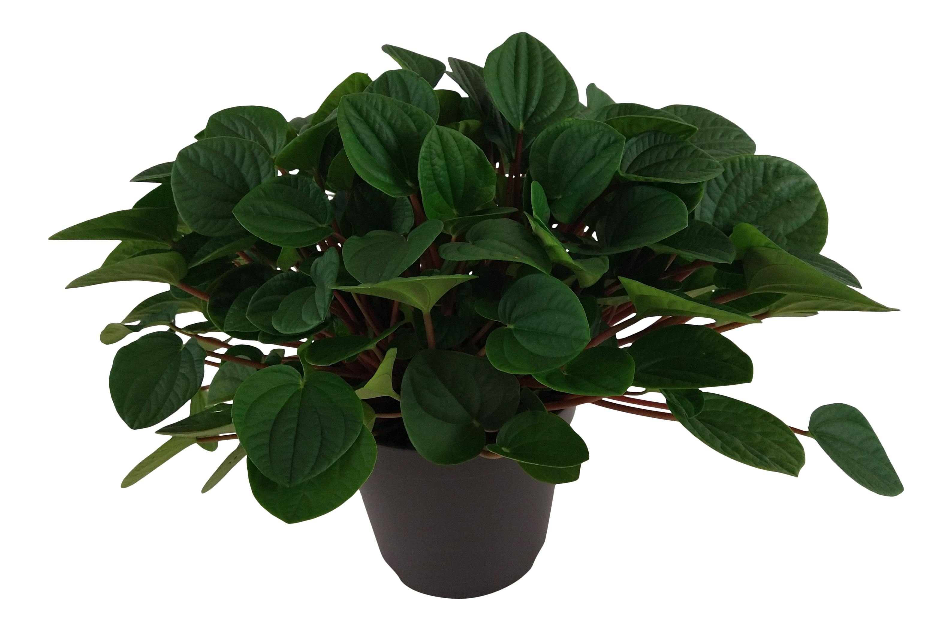 Peperomia Rana Verde 35 cm
