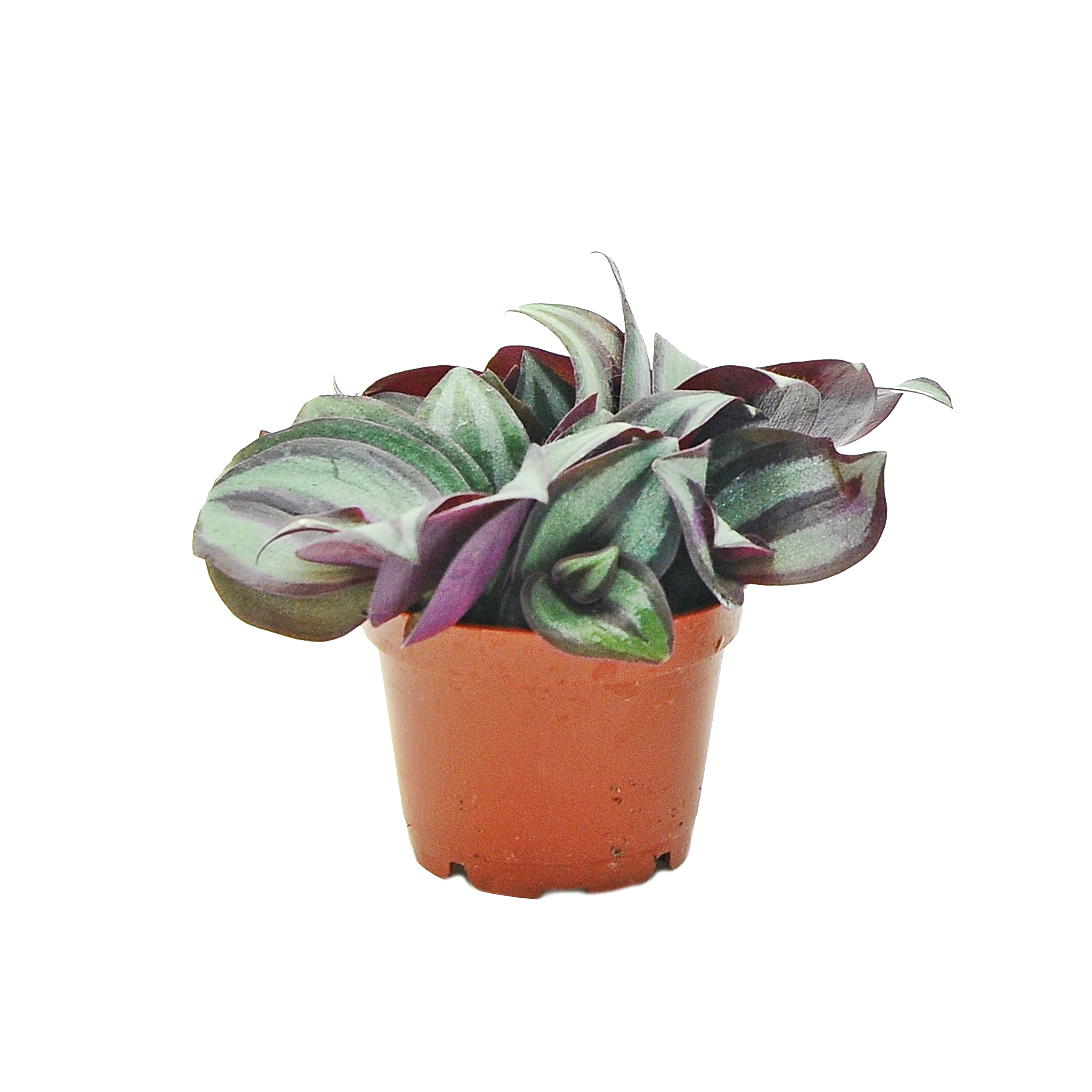 Trzykrotka Purple Joy 15 cm
