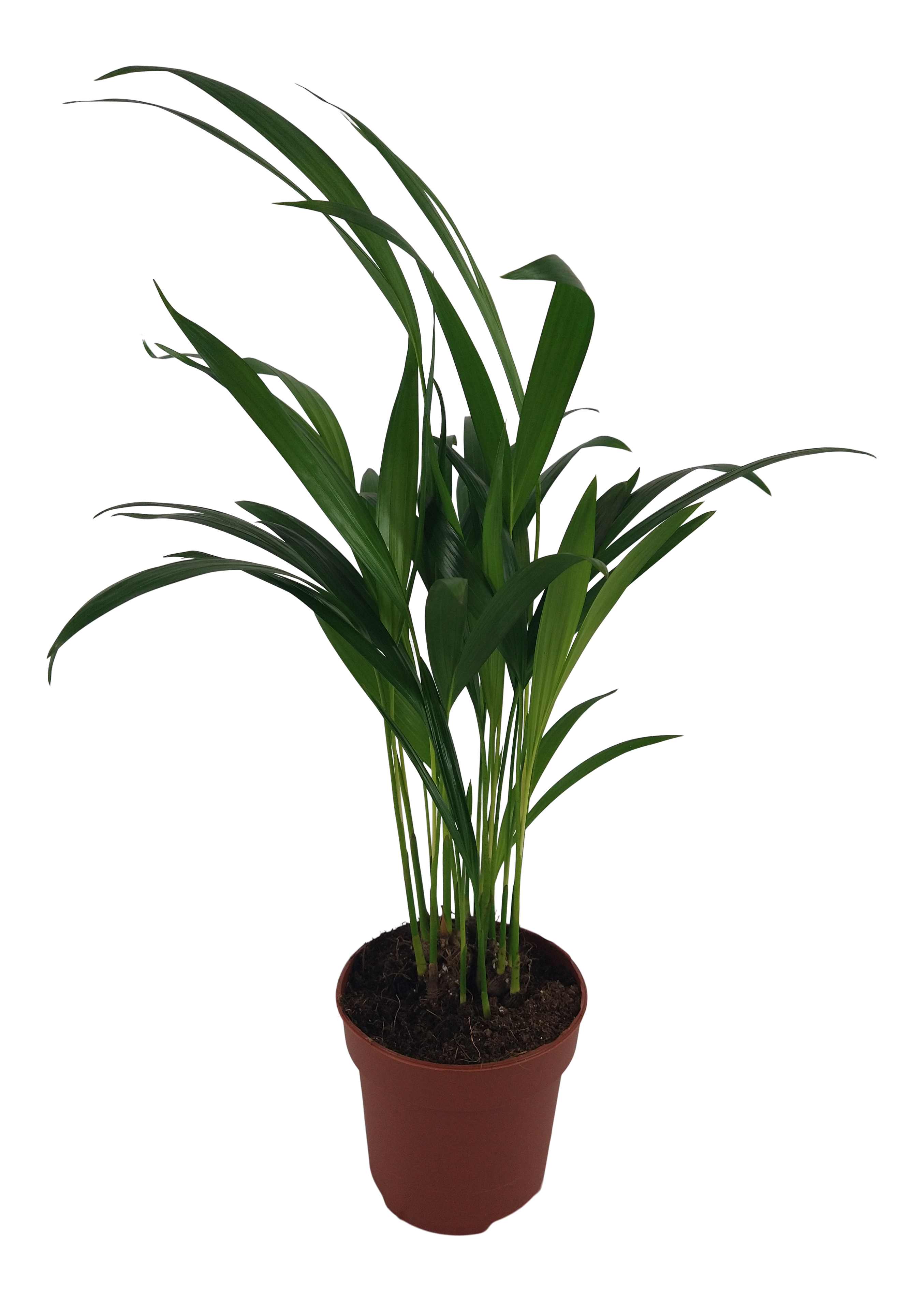 Palma Areka 35 cm