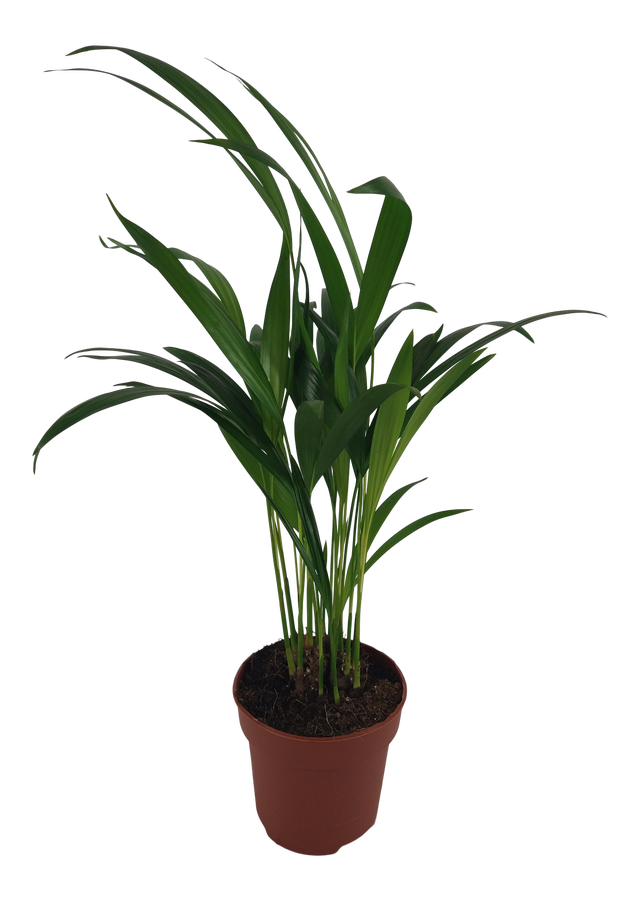 Palma Areka 35 cm