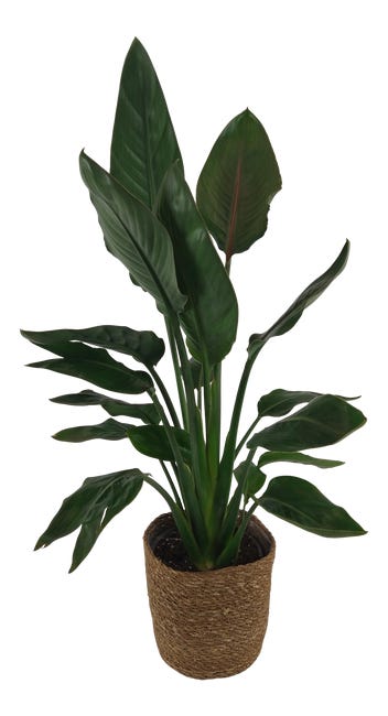 STRELITZIA ALBA 85CM P19 HAM