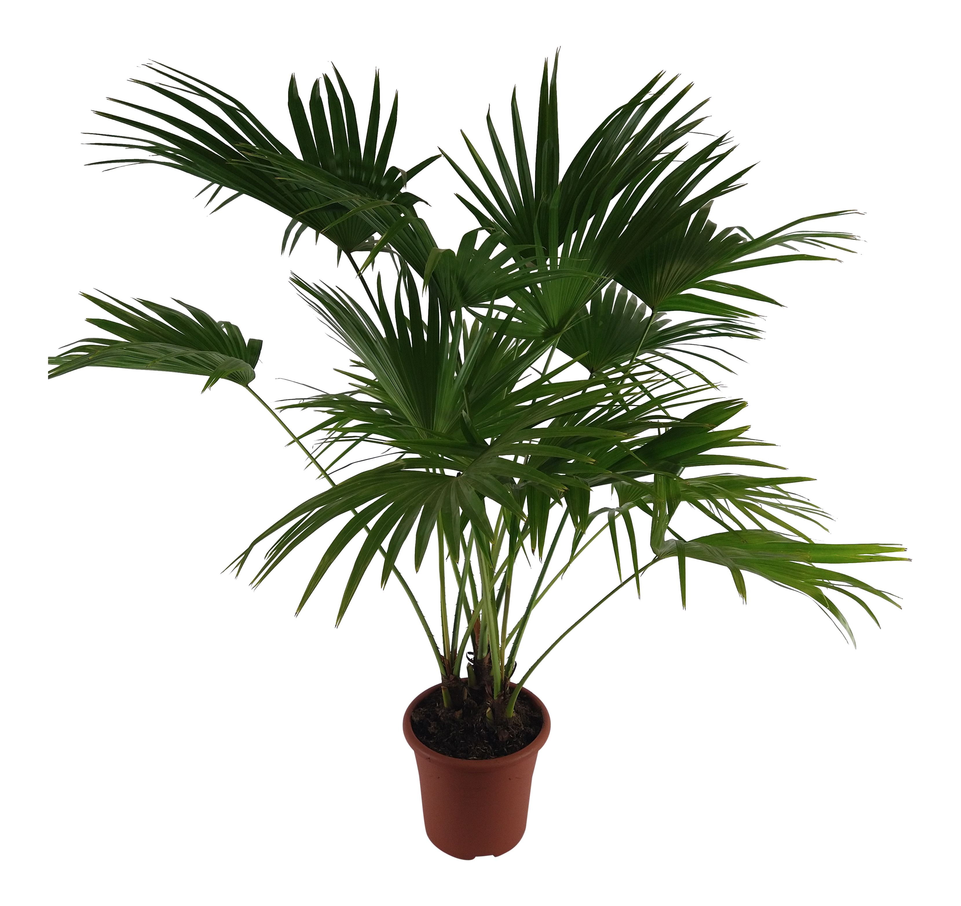 Liwistona Rotundifolia 140 cm