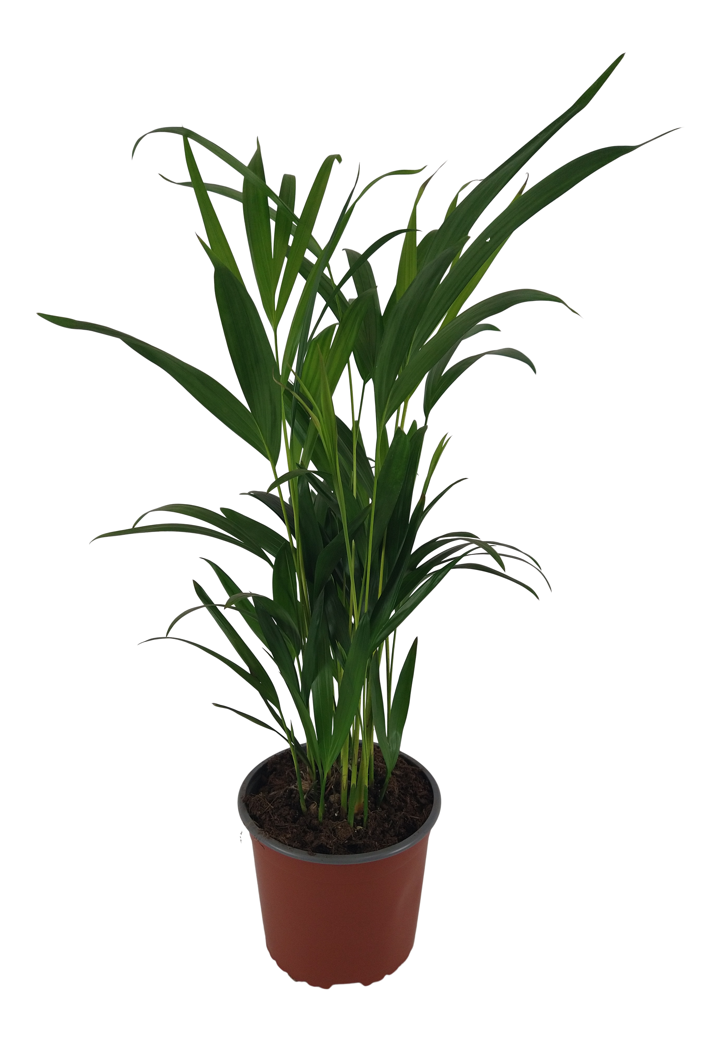 Palma Areka Dypsis Lutescens 65cm