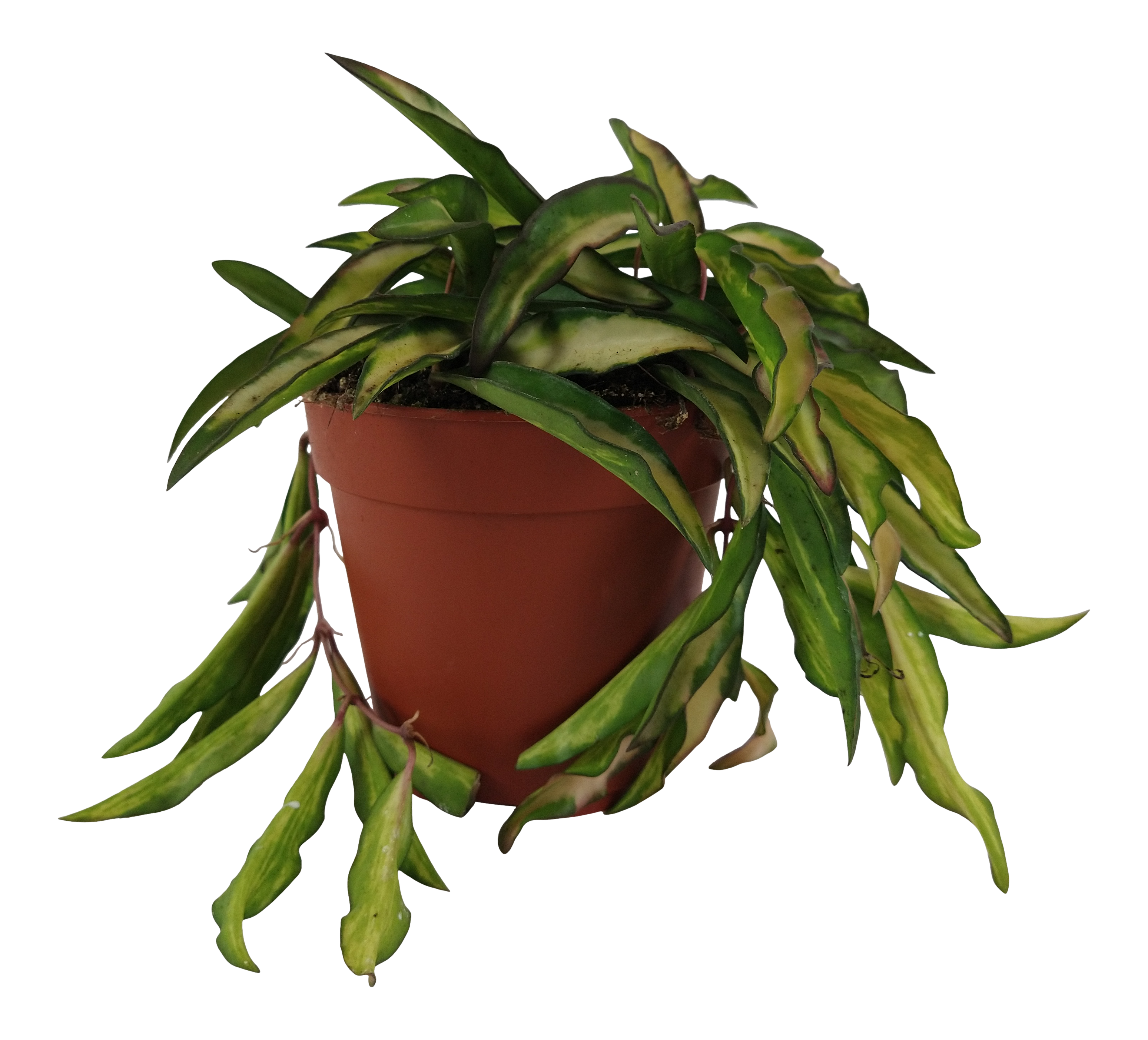 Hoja Tricolor 20 cm