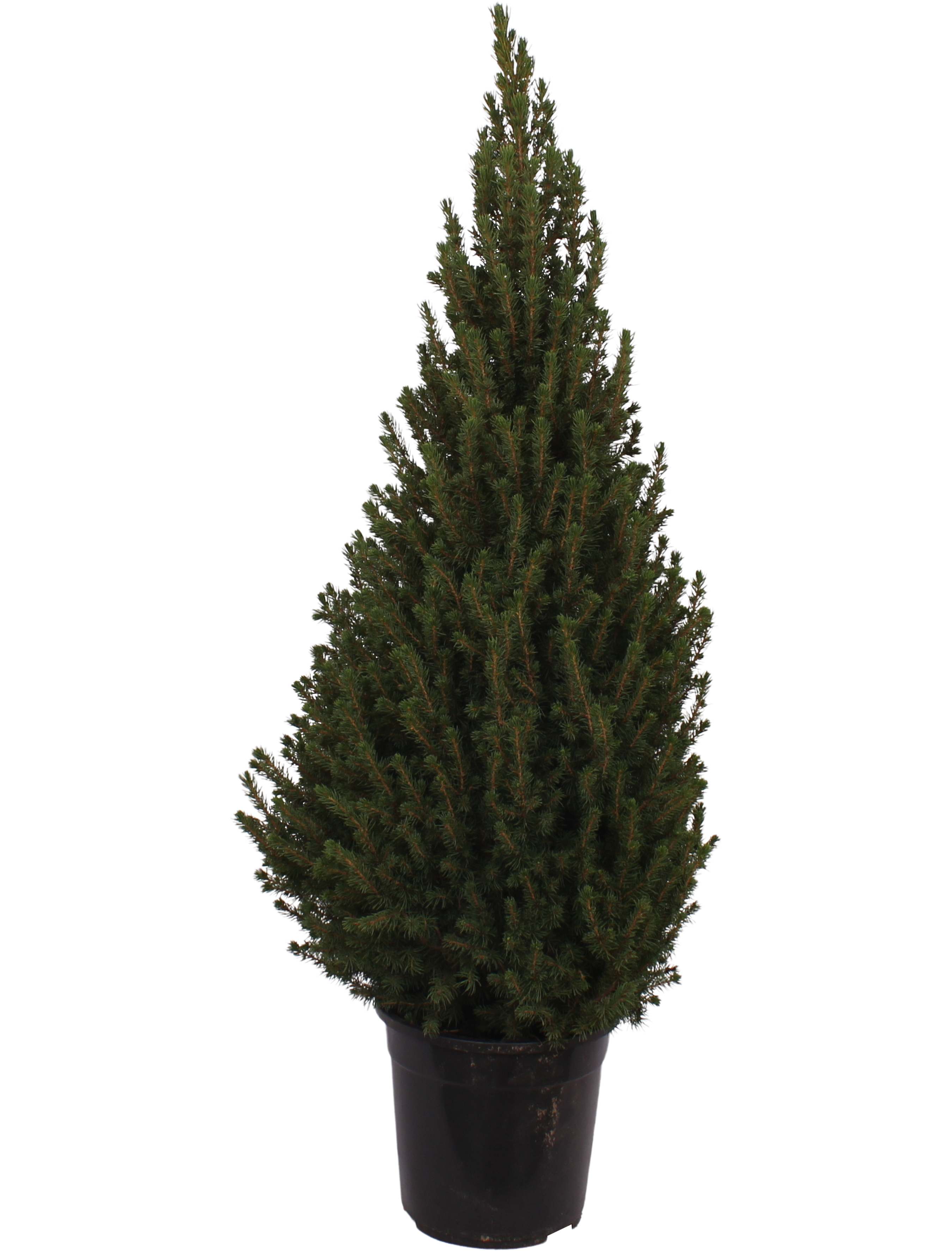 Świerk biały Conica 80-100 cm