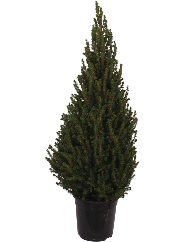 Świerk biały Conica 80-100 cm