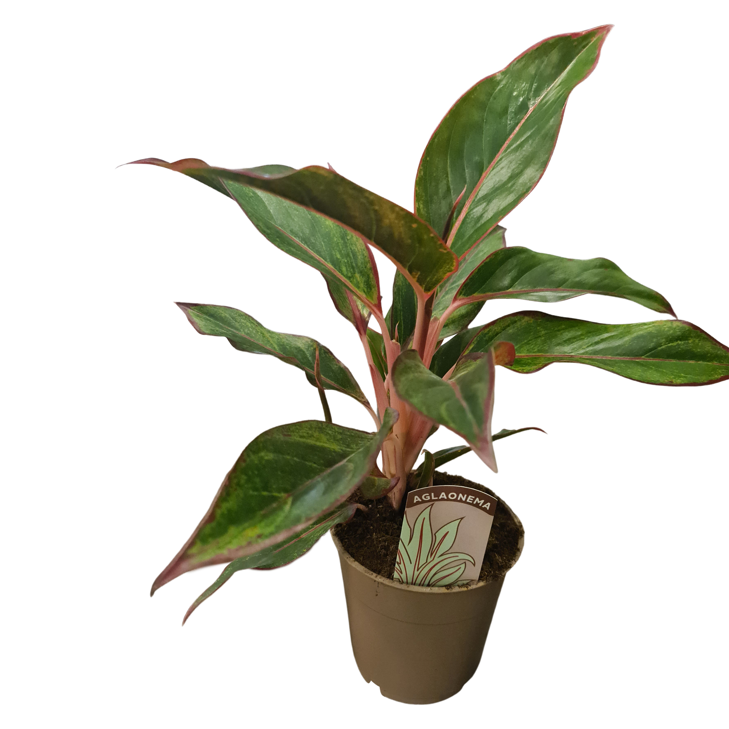 Aglaonema mix 30-40 cm