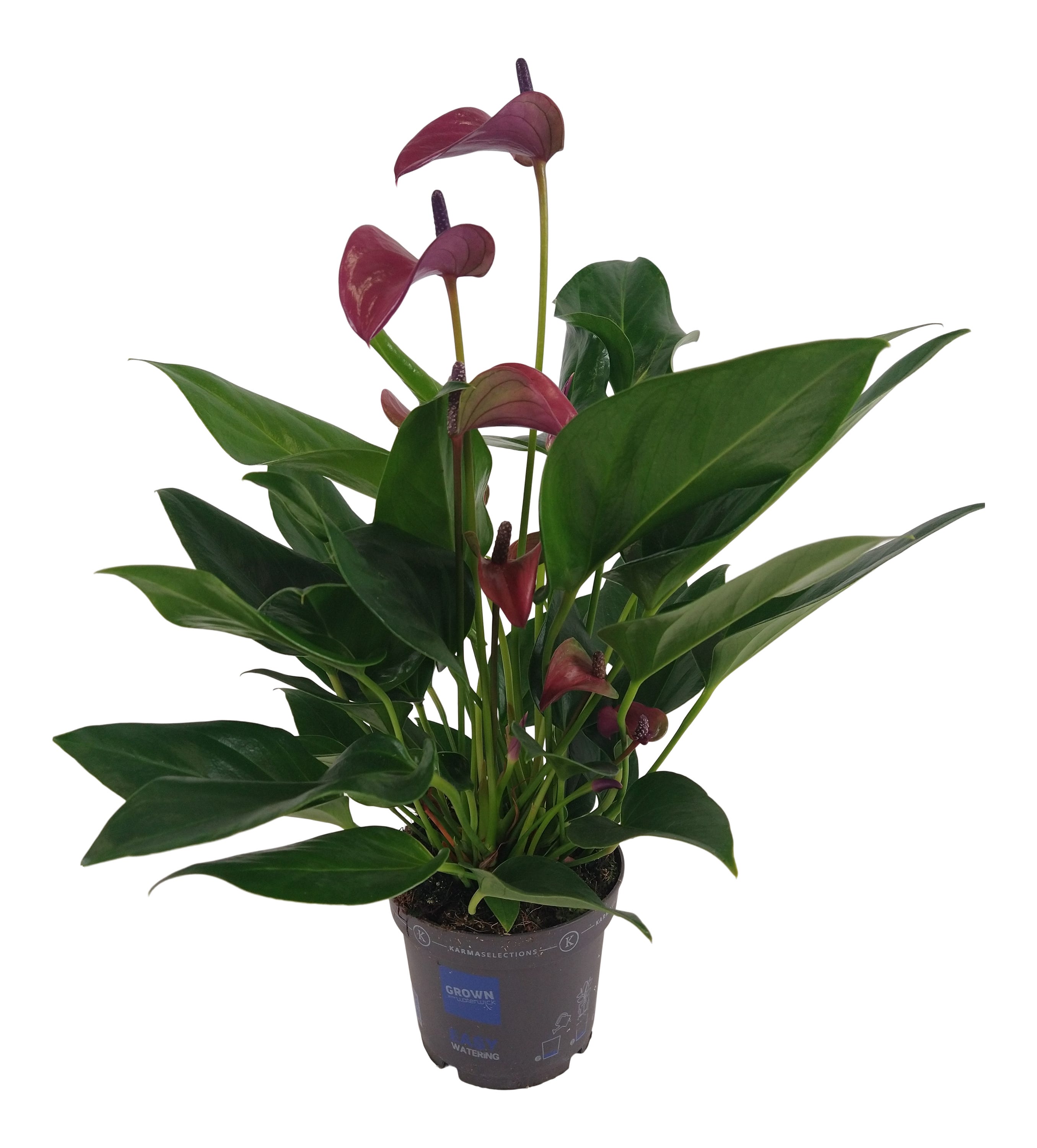 Anturium Roz Anturium Zizou 40 cm - Leroy Merlin