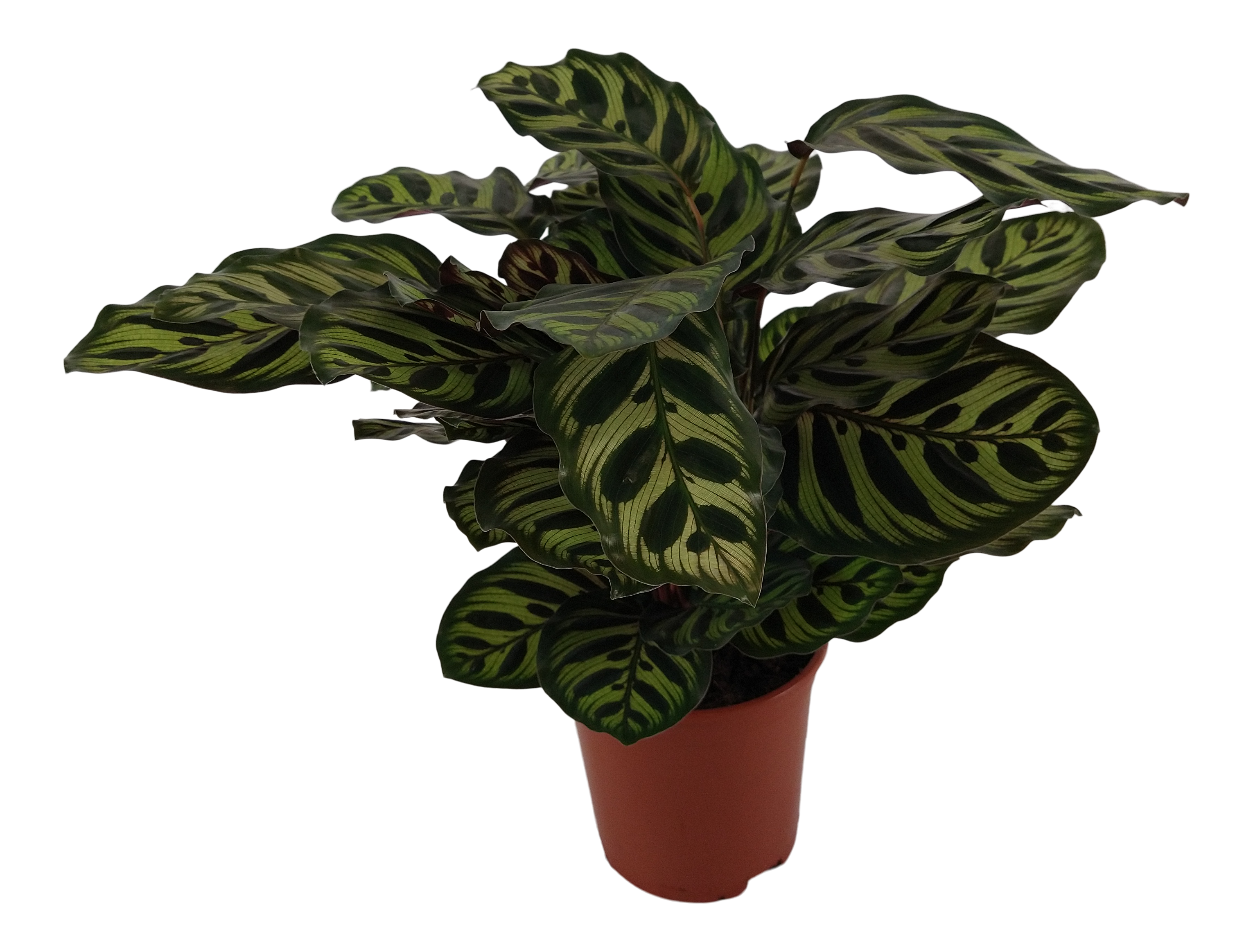 Kalatea Ostrzeszyn Makoyana 50 cm