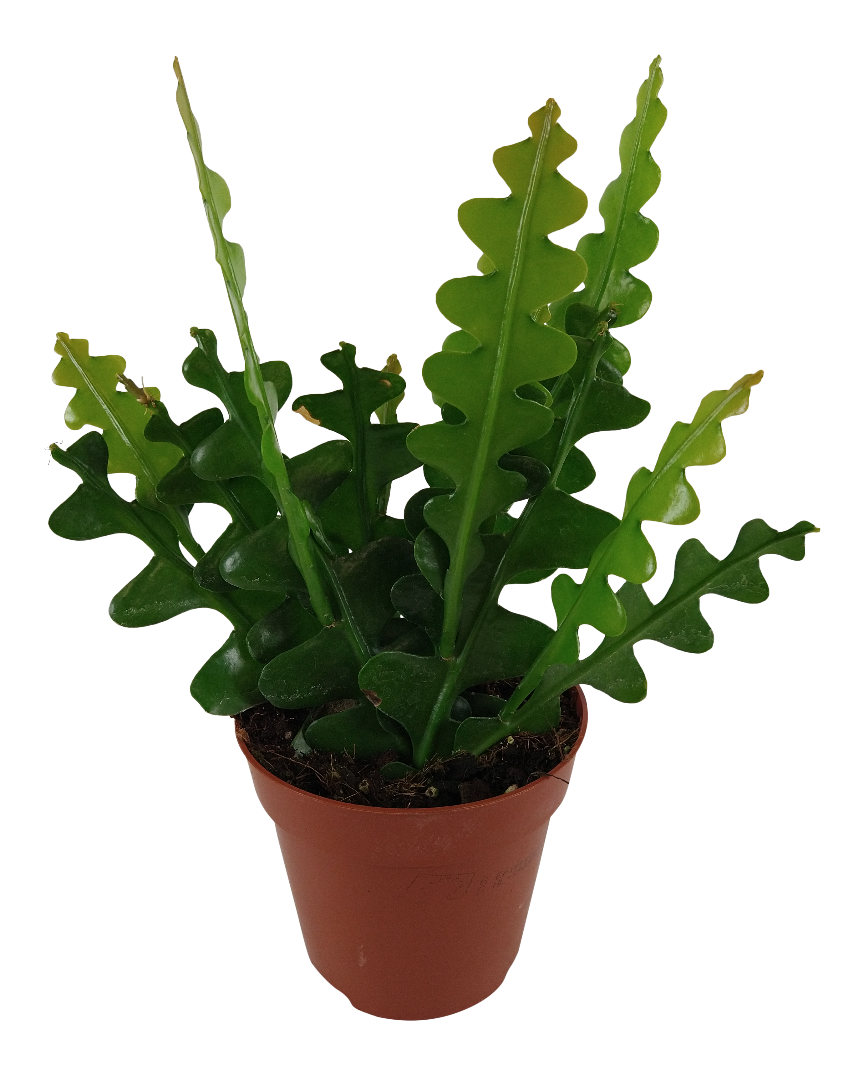 Epiphyllum anguliger Kaktus zygzak 25 cm - Leroy Merlin