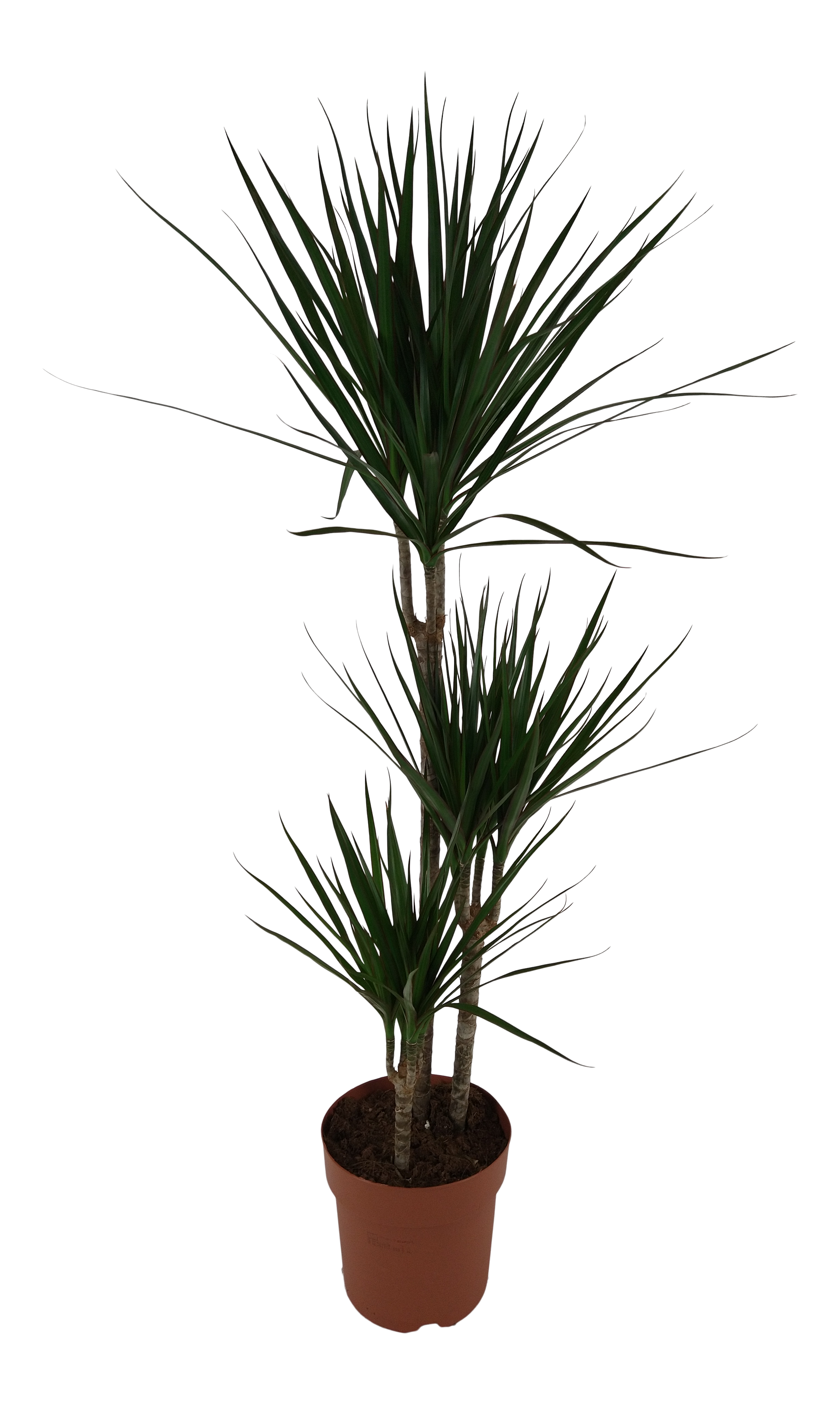 Dracena obrzeżona 120 cm