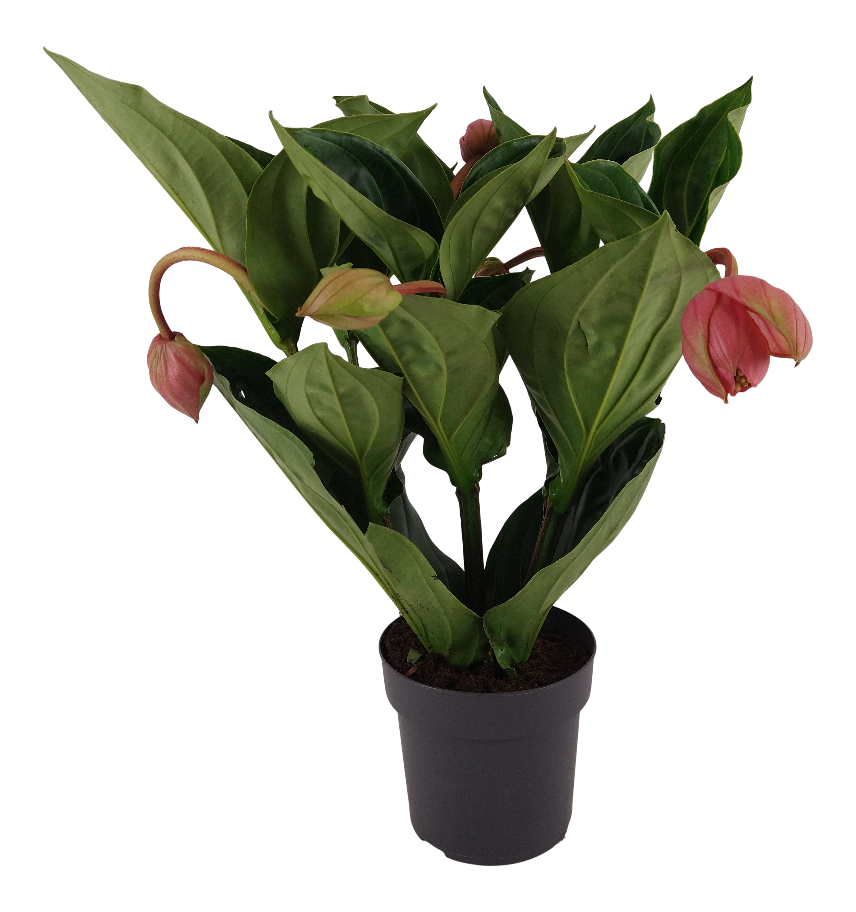 Medynila M.Flamenco 55cm