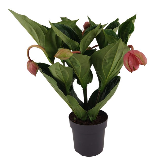 Medynila m flamenco 55cm 83729714