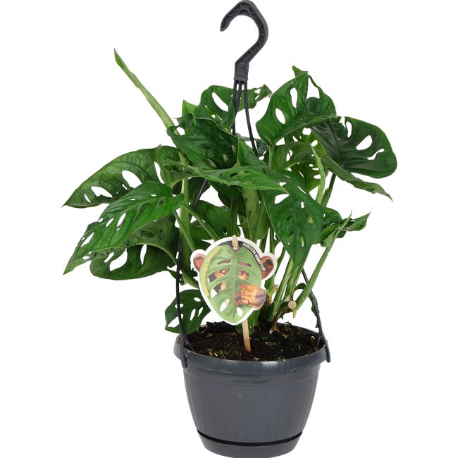 Monstera obliqua wiszaca 37 43 cm 83737543