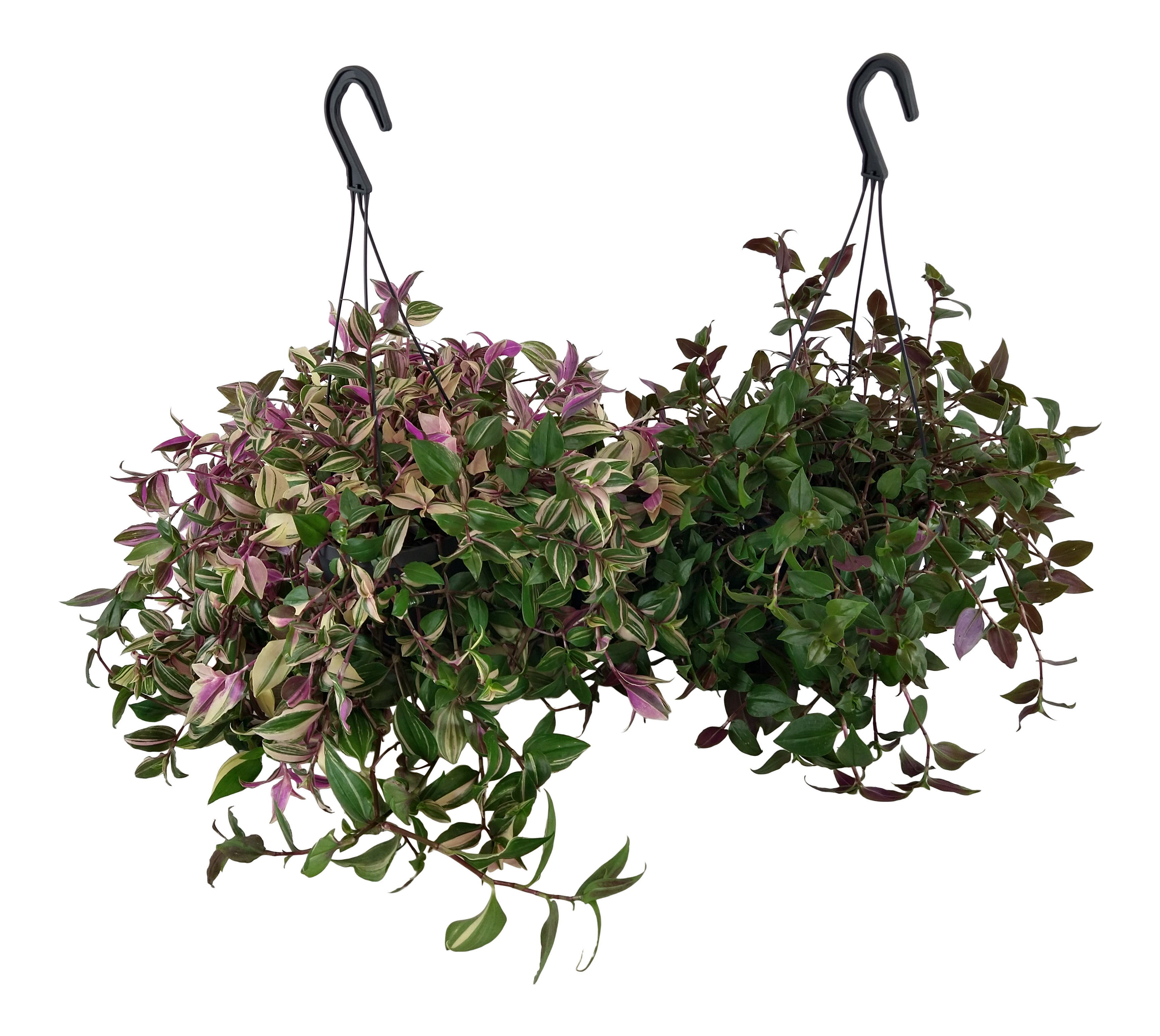 Trzykrotka Tradescantia mix 50 cm - 2