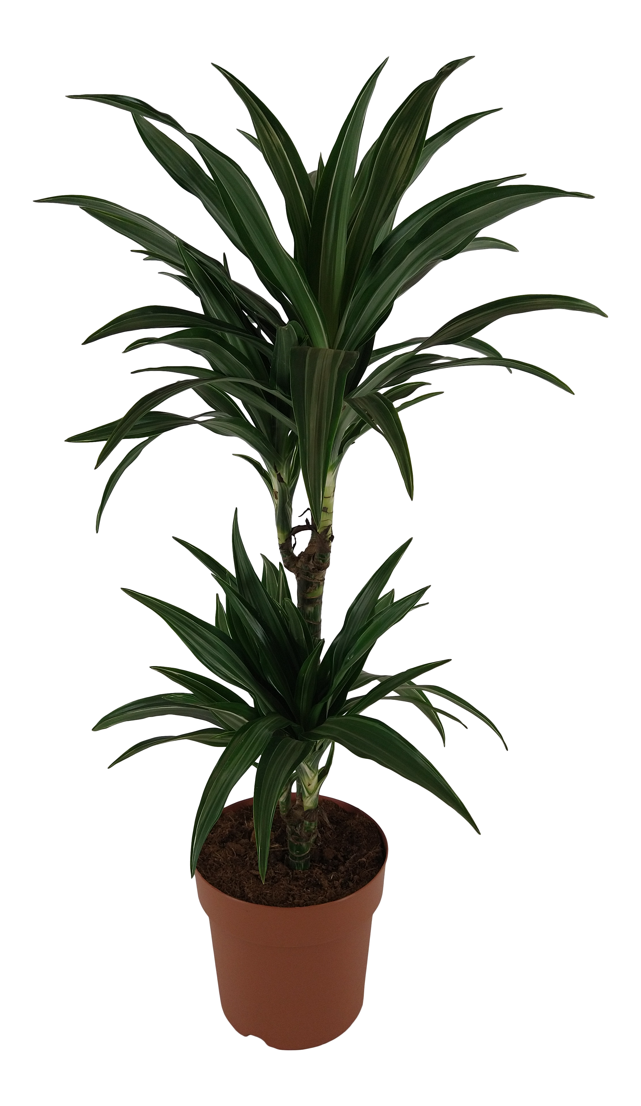 Dracena wonna 80 cm - Leroy Merlin