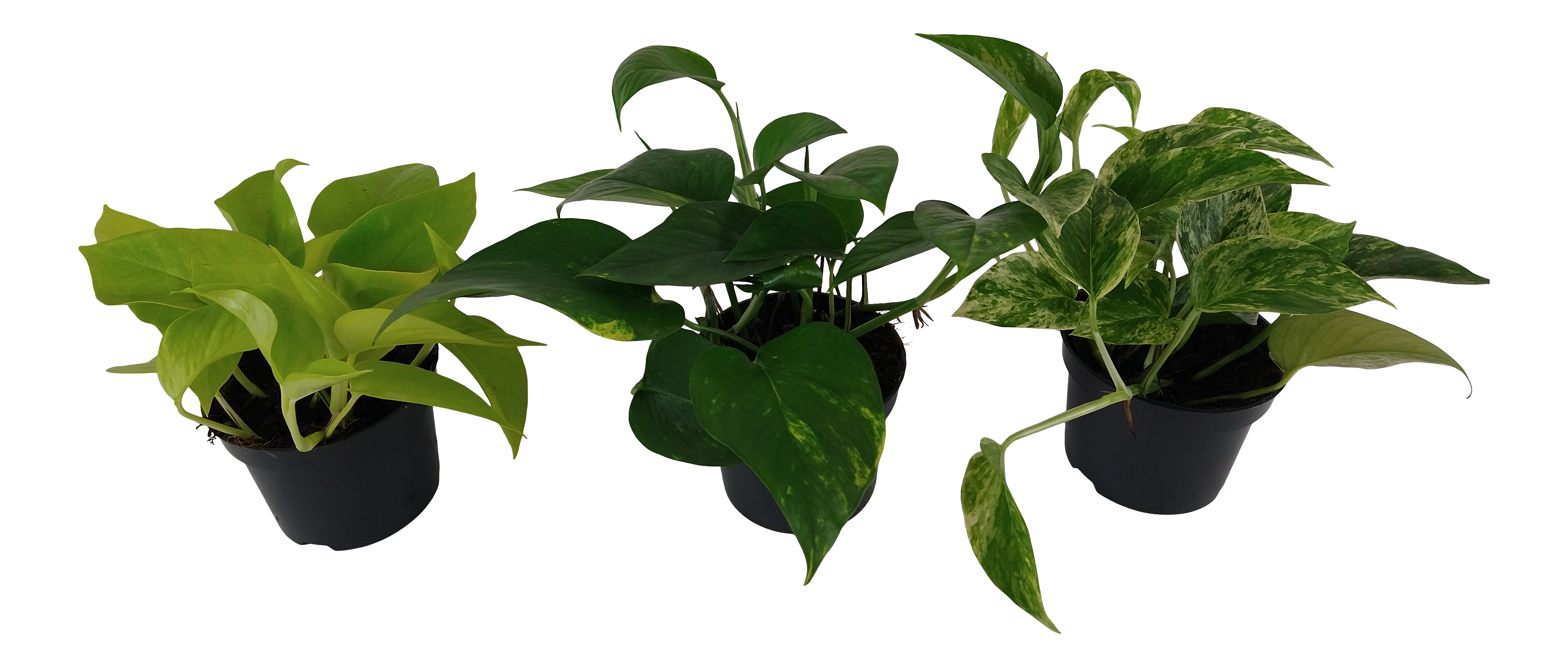 Epipremnum złociste Pinnatum mix 15 cm