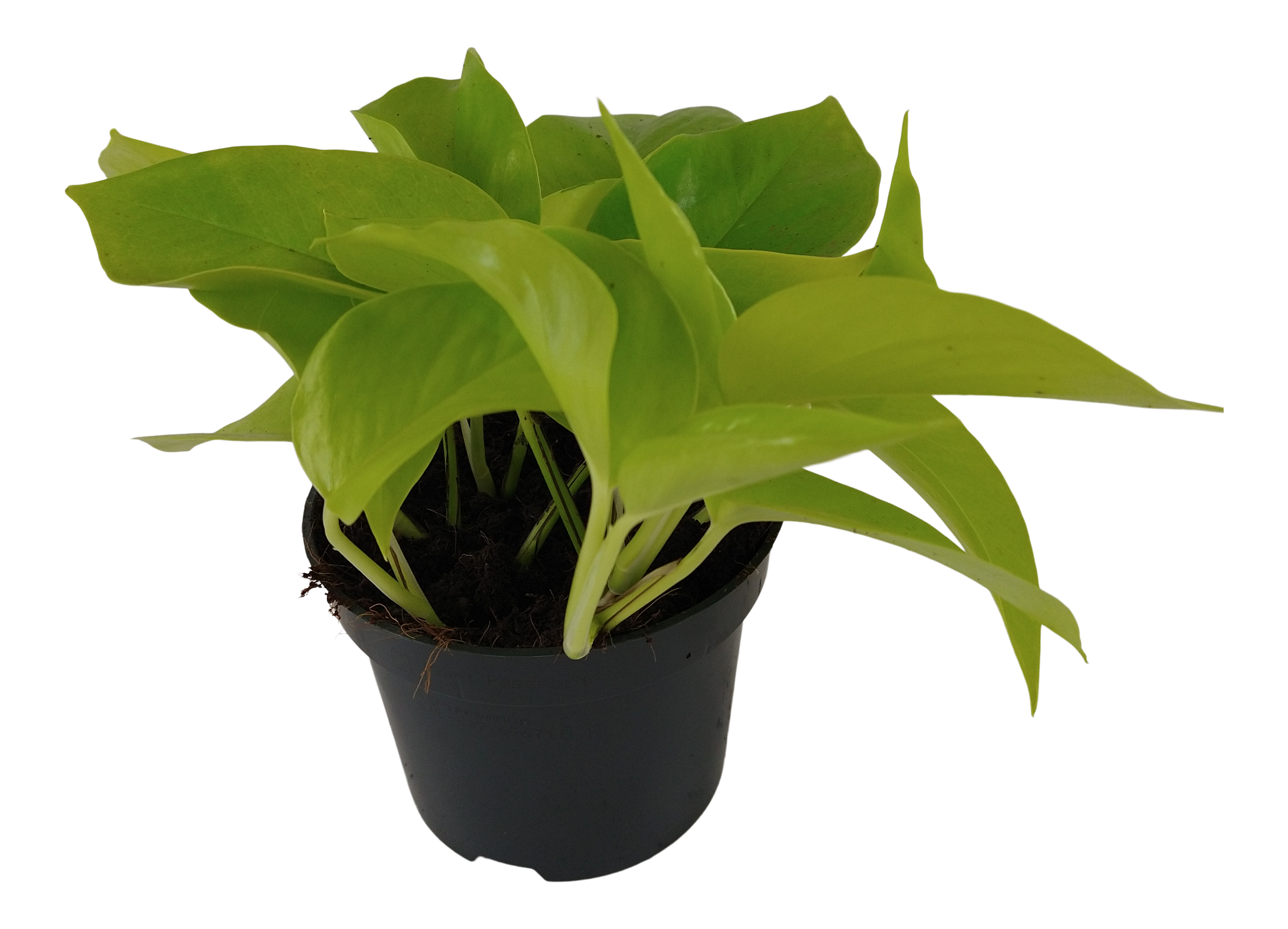 Scindapsus Golden Photos 15cm