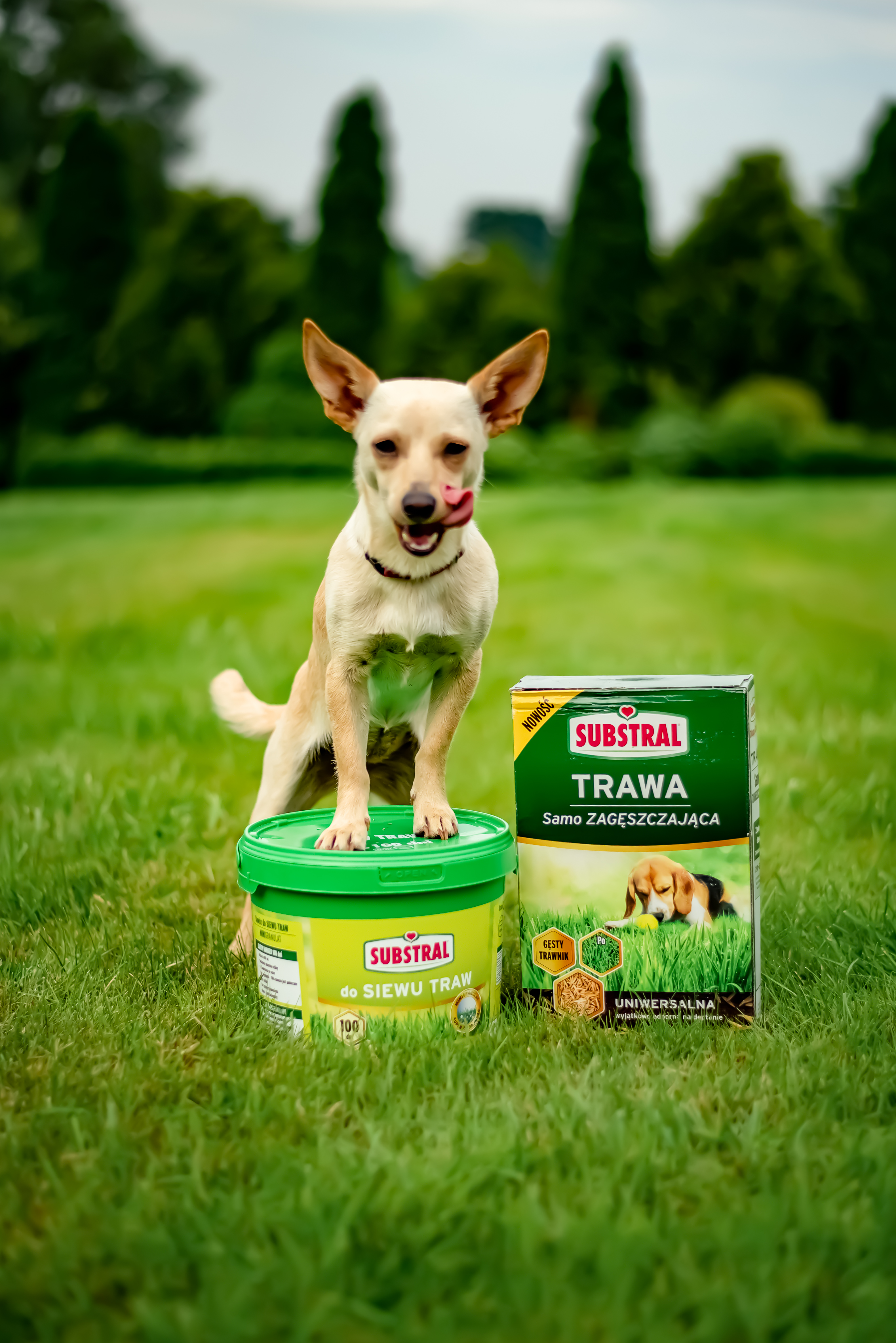 Nasiona trawy uniwersalnej 3kg samozagęszczająca Substral - 2