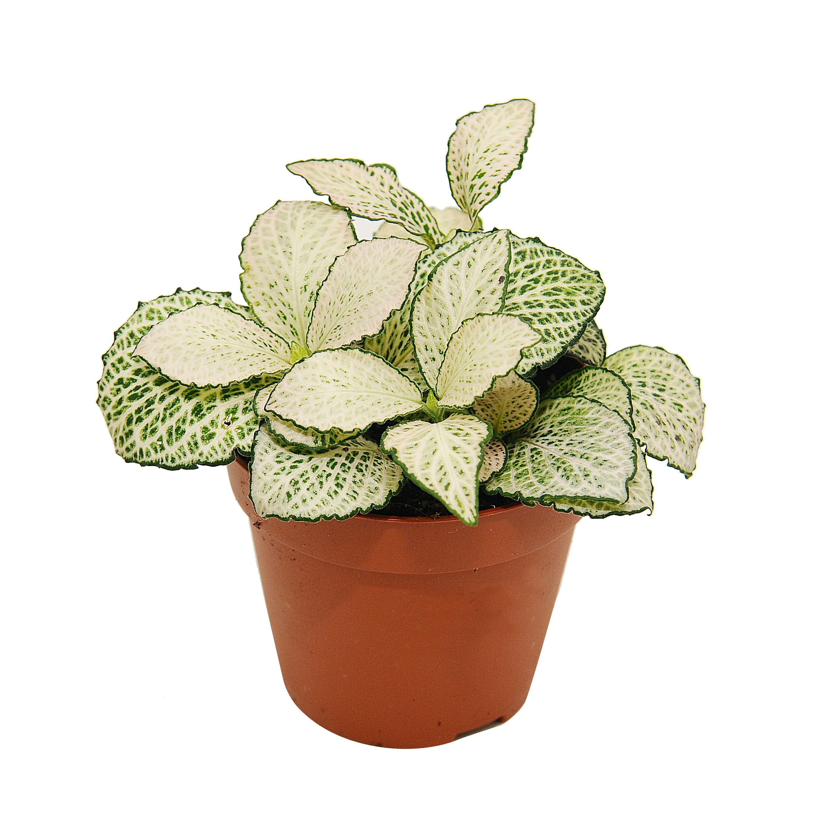Fitonia Diamond 10 cm