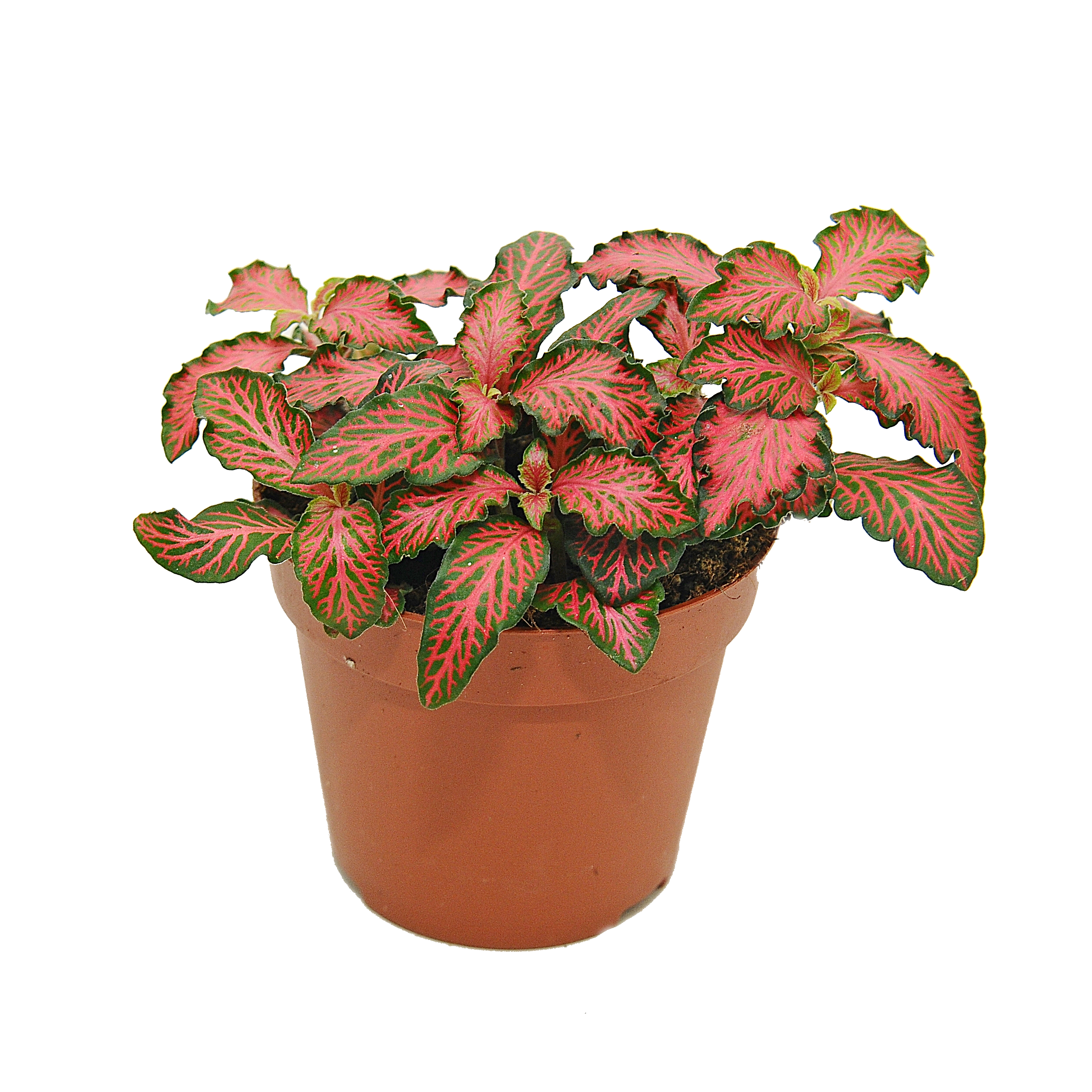 Fitonia Tiger 10 cm