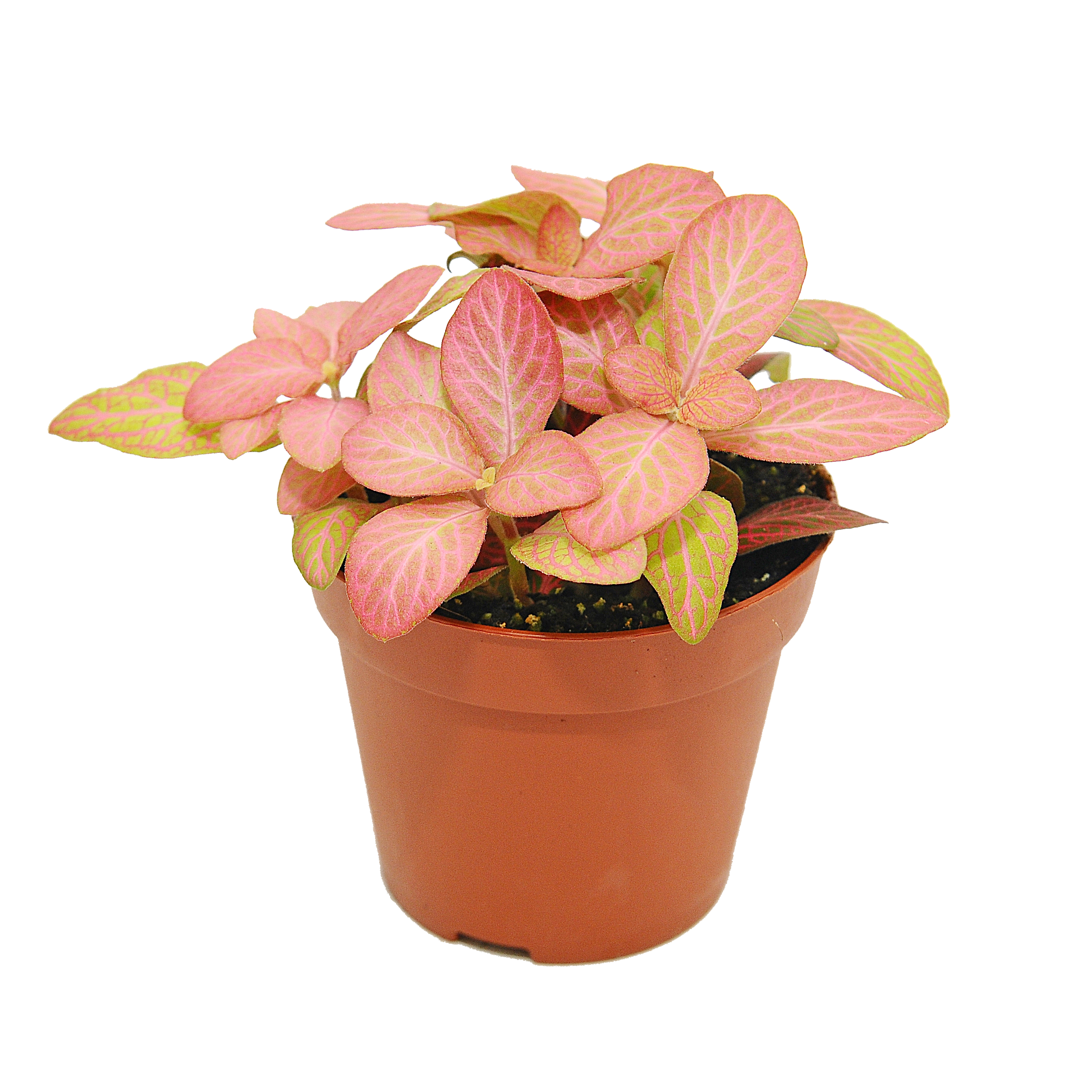 Fitonia Zalm Forest Flame 10 cm