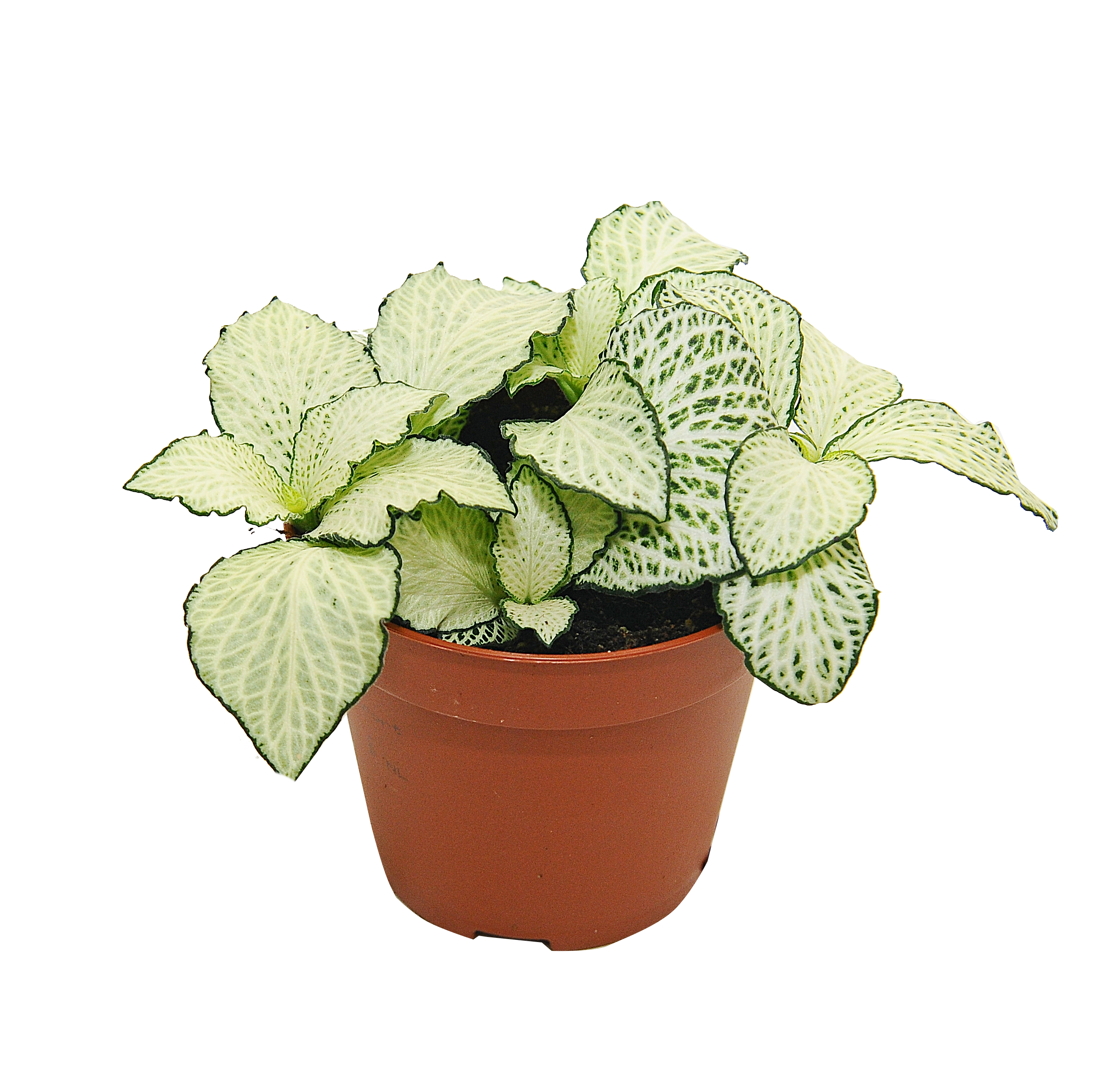 Fitonia Snow Anne 10 cm