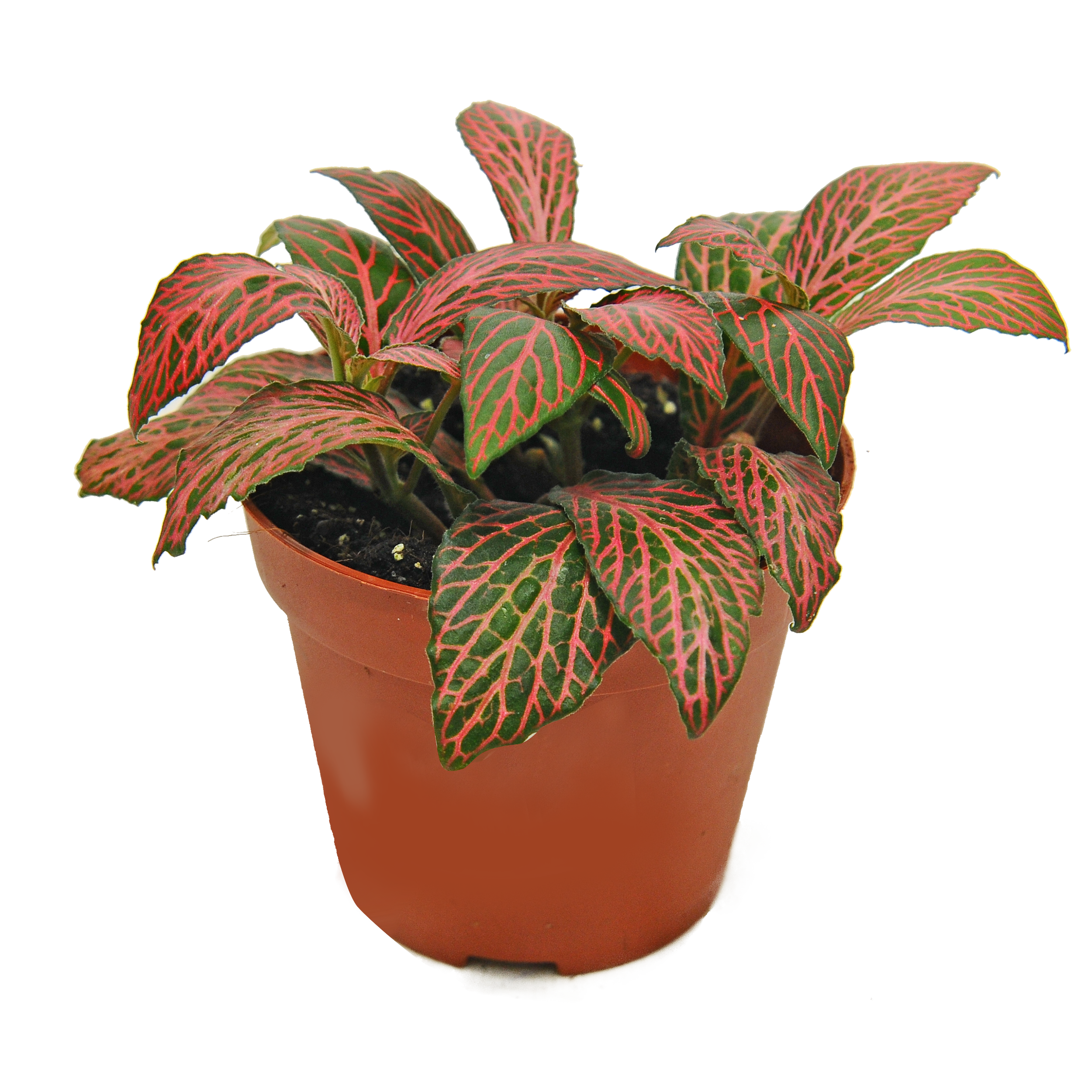 Fitonia Mistral 10 cm