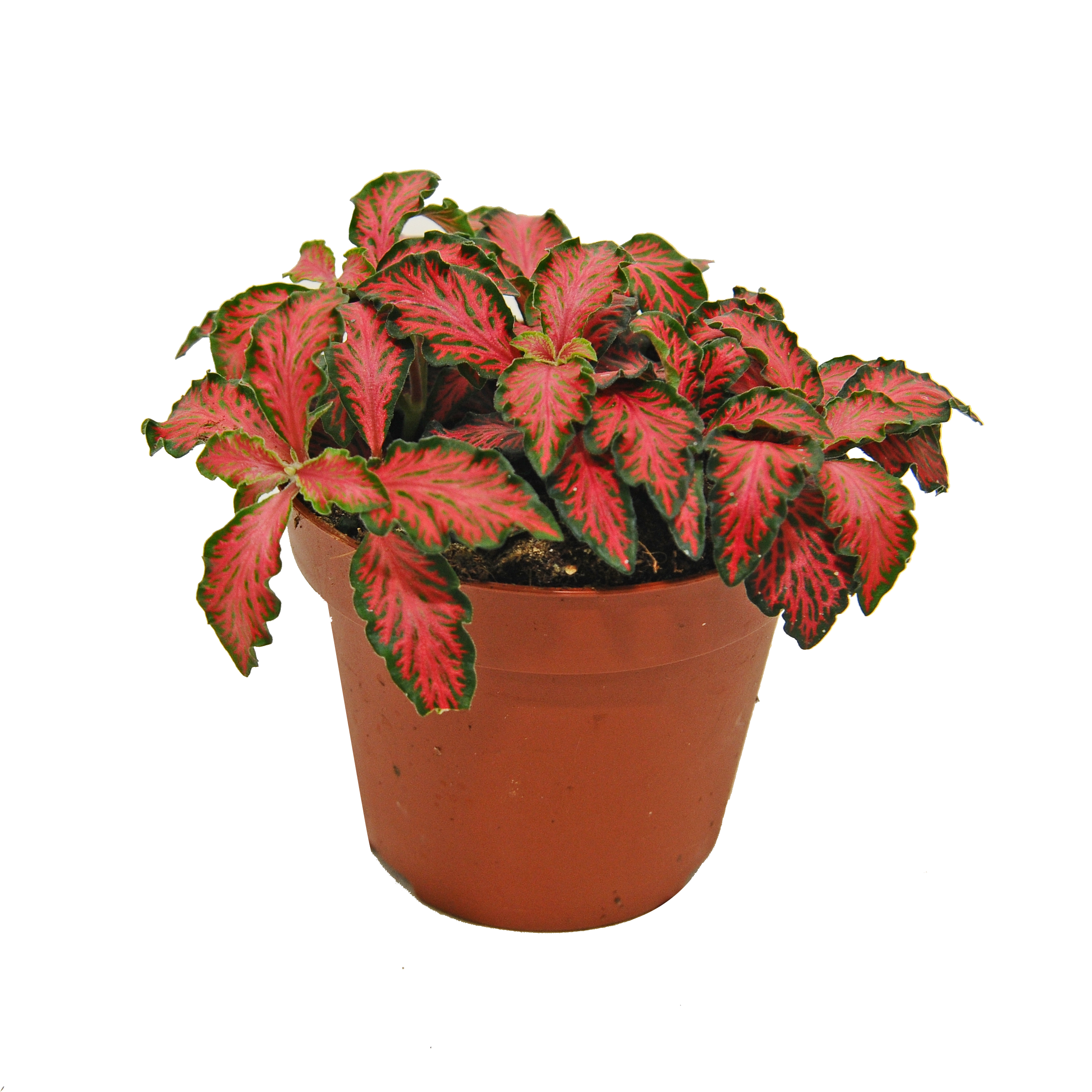 Fitonia Pink special 10 cm