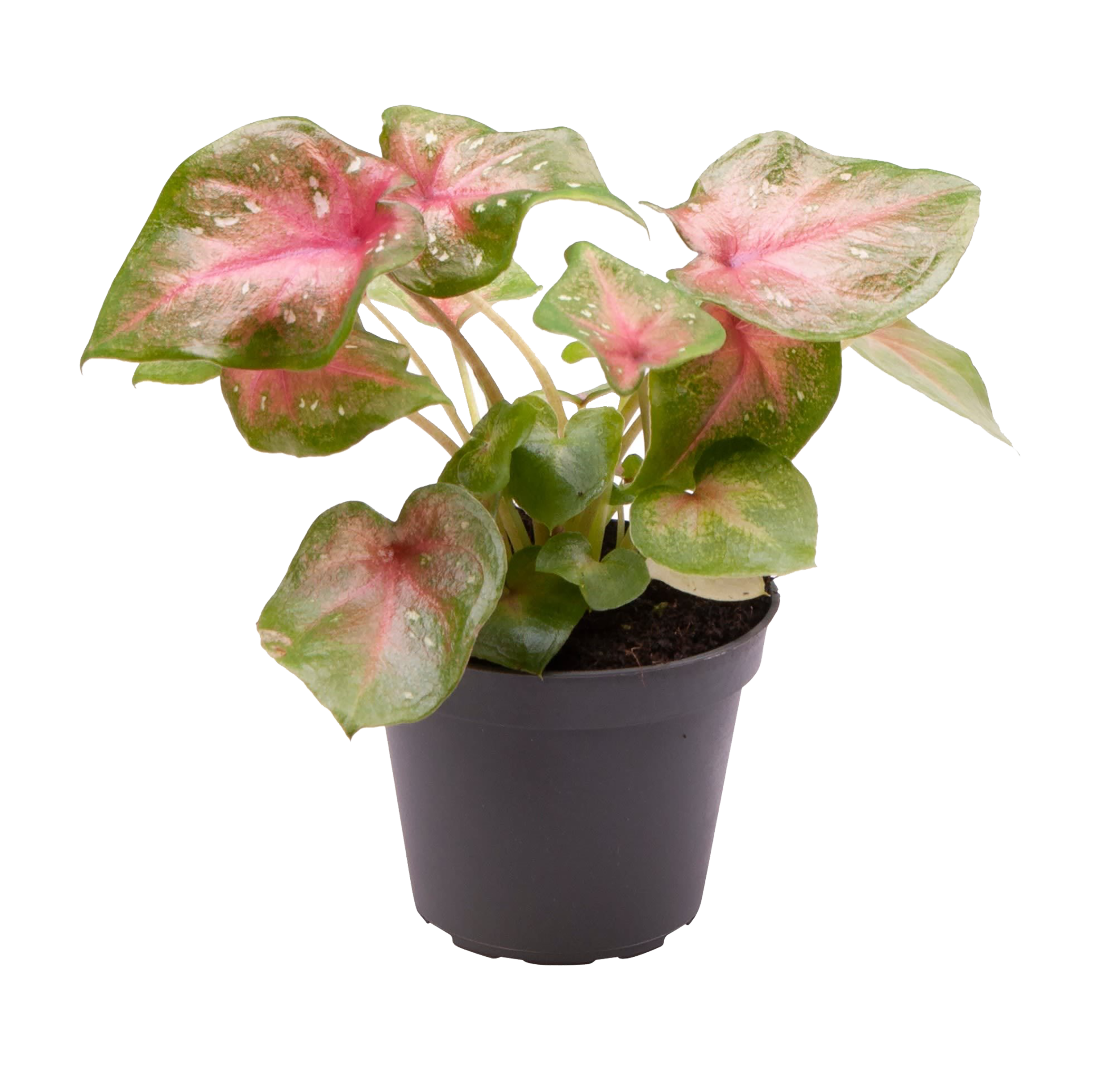 Kaladium Casey 10-15 cm