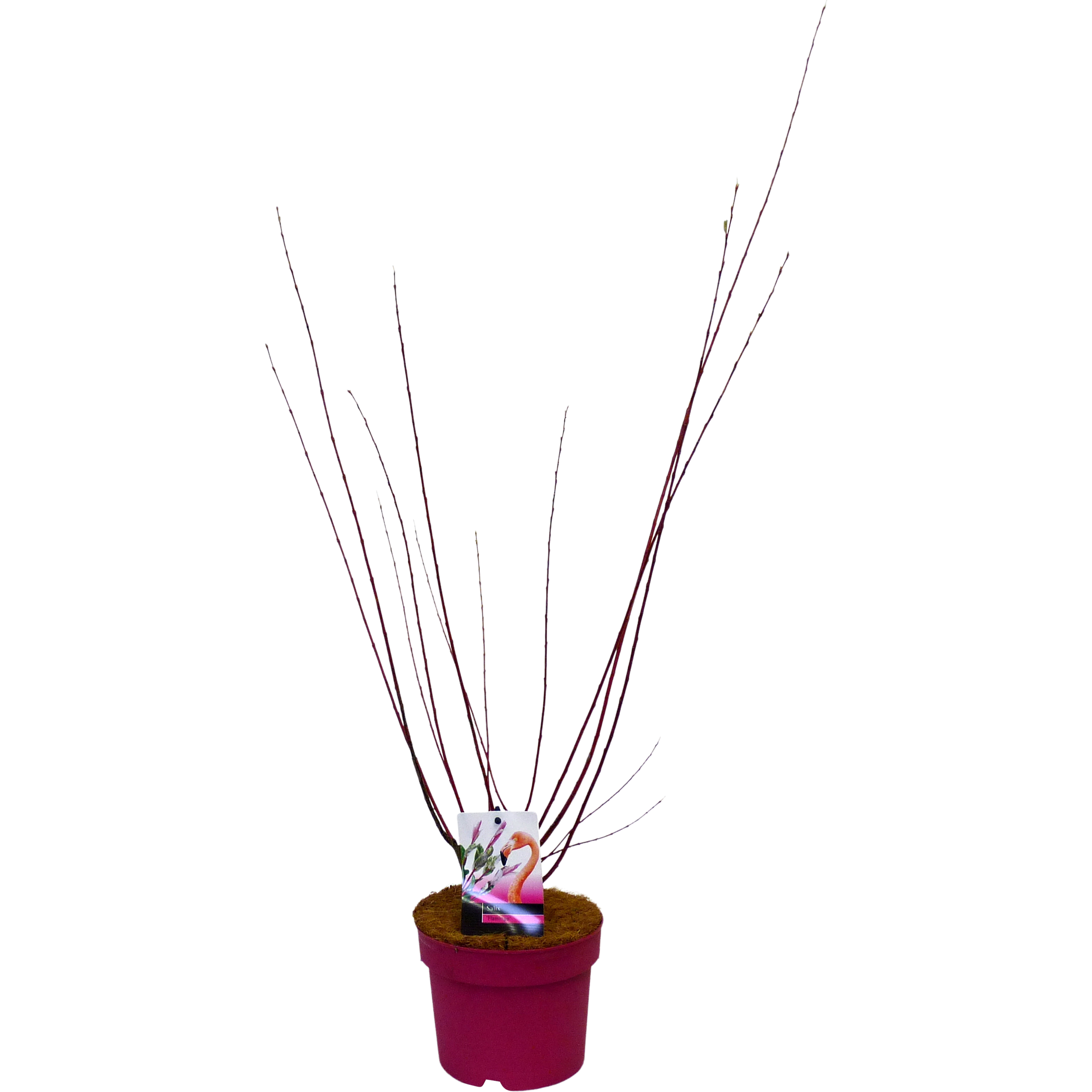 Salix Flamingo 30-40 cm