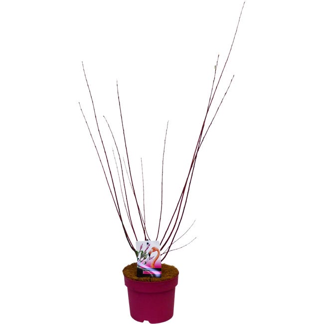 Salix flamingo 30 40 cm 83977906