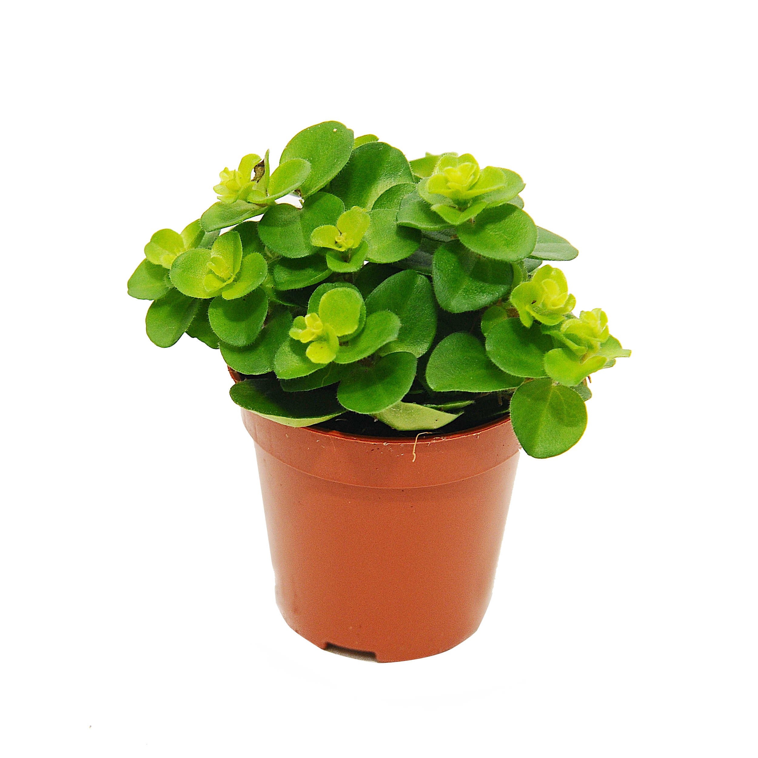 Peperomia Rotundifolia 10 cm