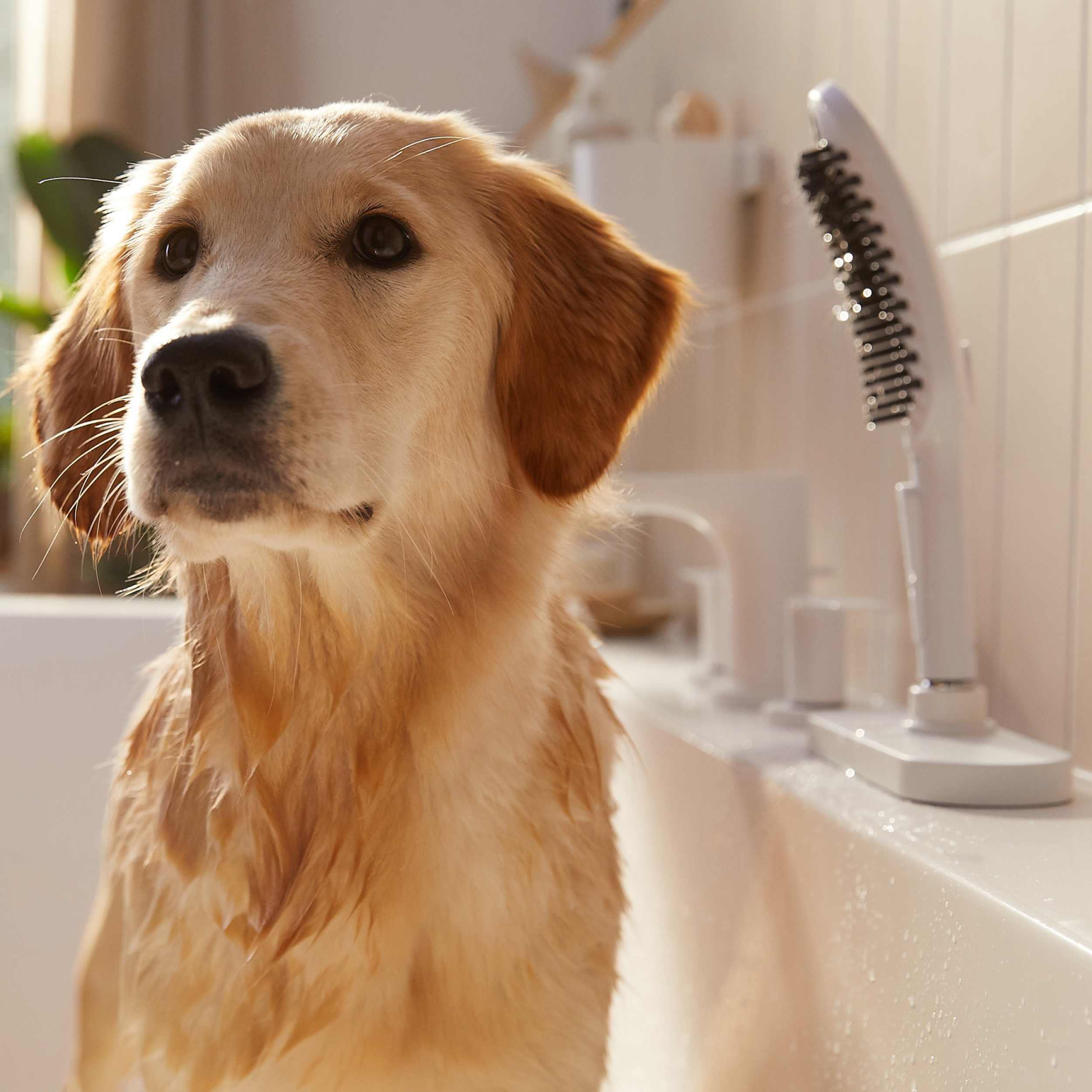 Słuchawka prysznicowa Dog Shower Hansgrohe - 2