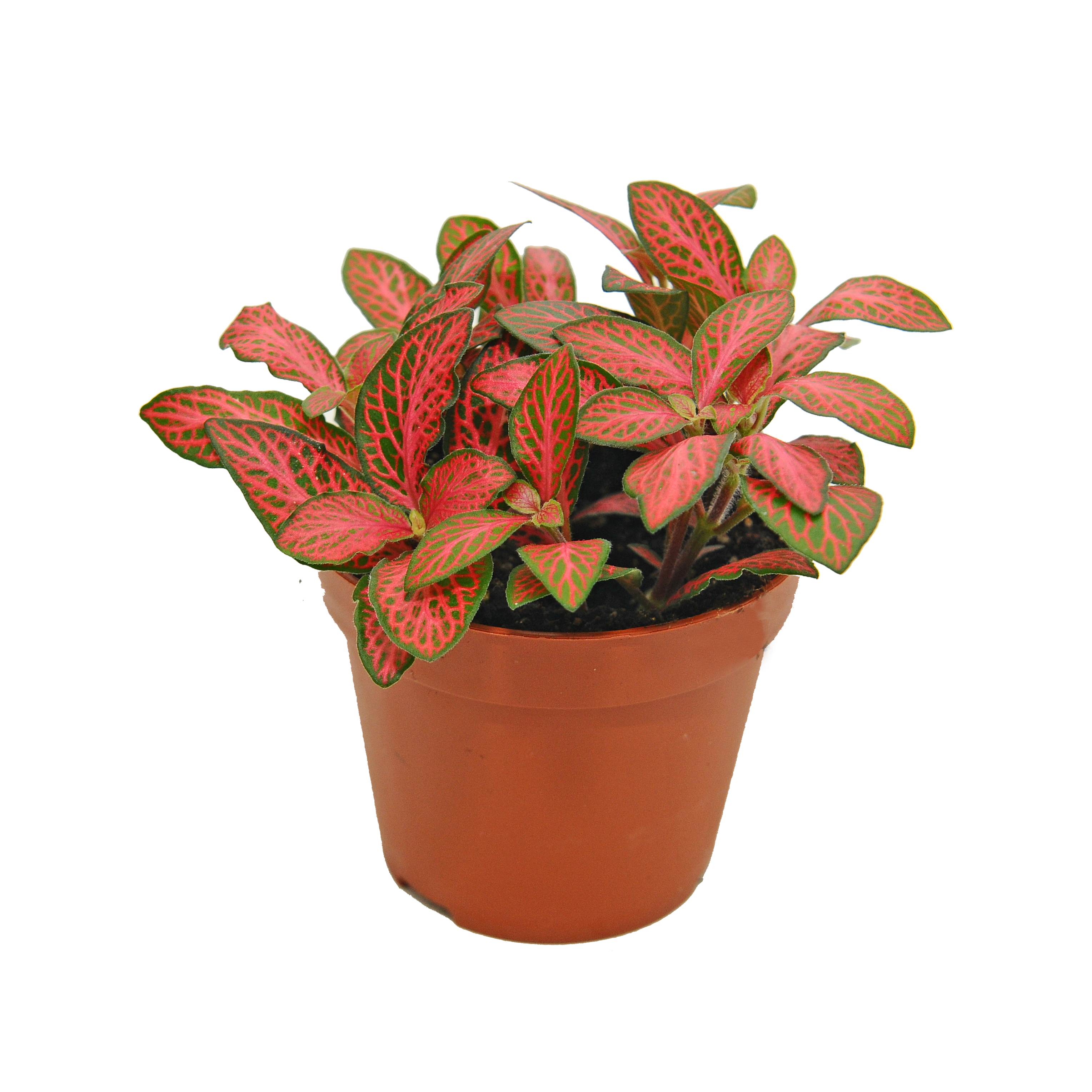 Fitonia Red Star 10 cm