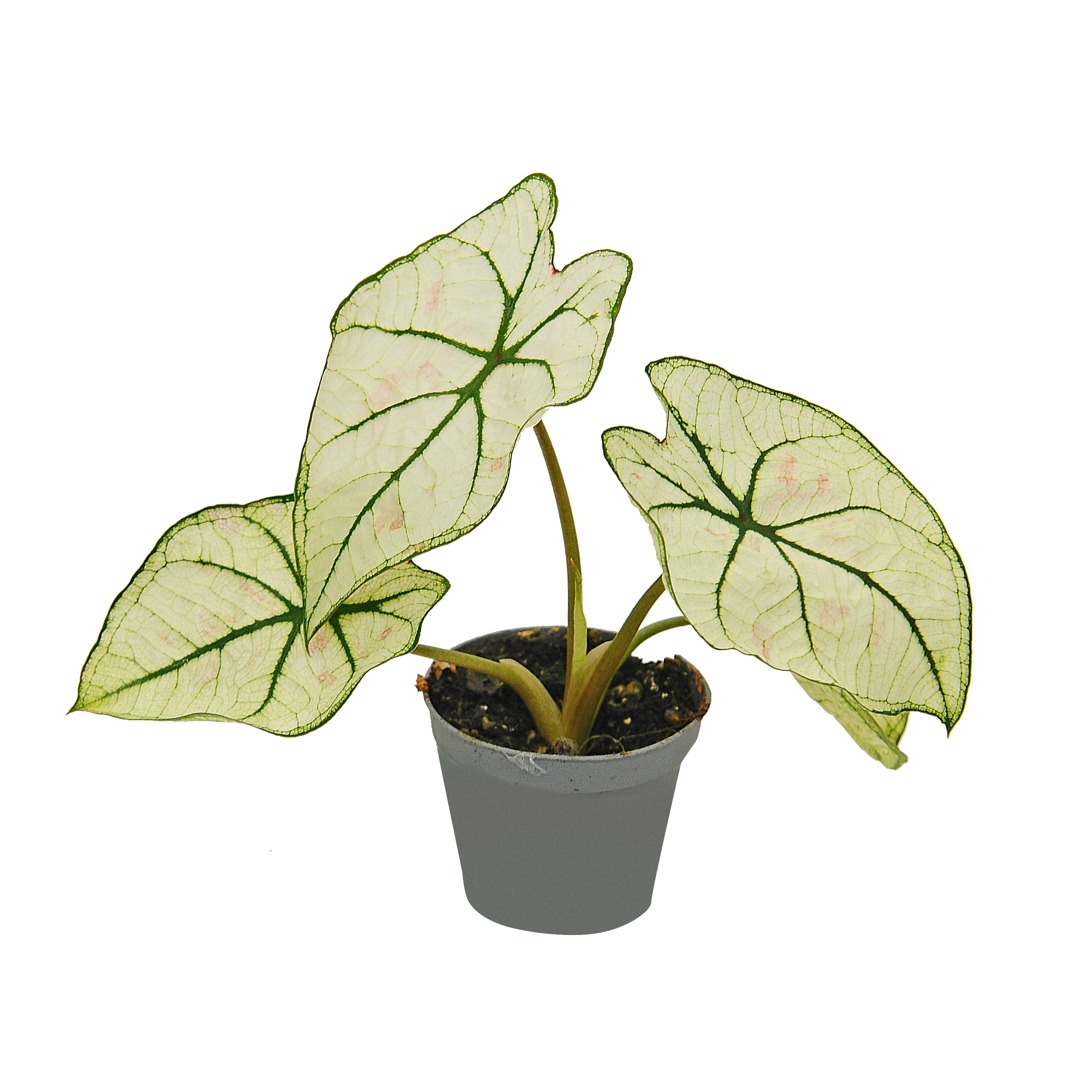 Kaladium Kelly 10-15 cm