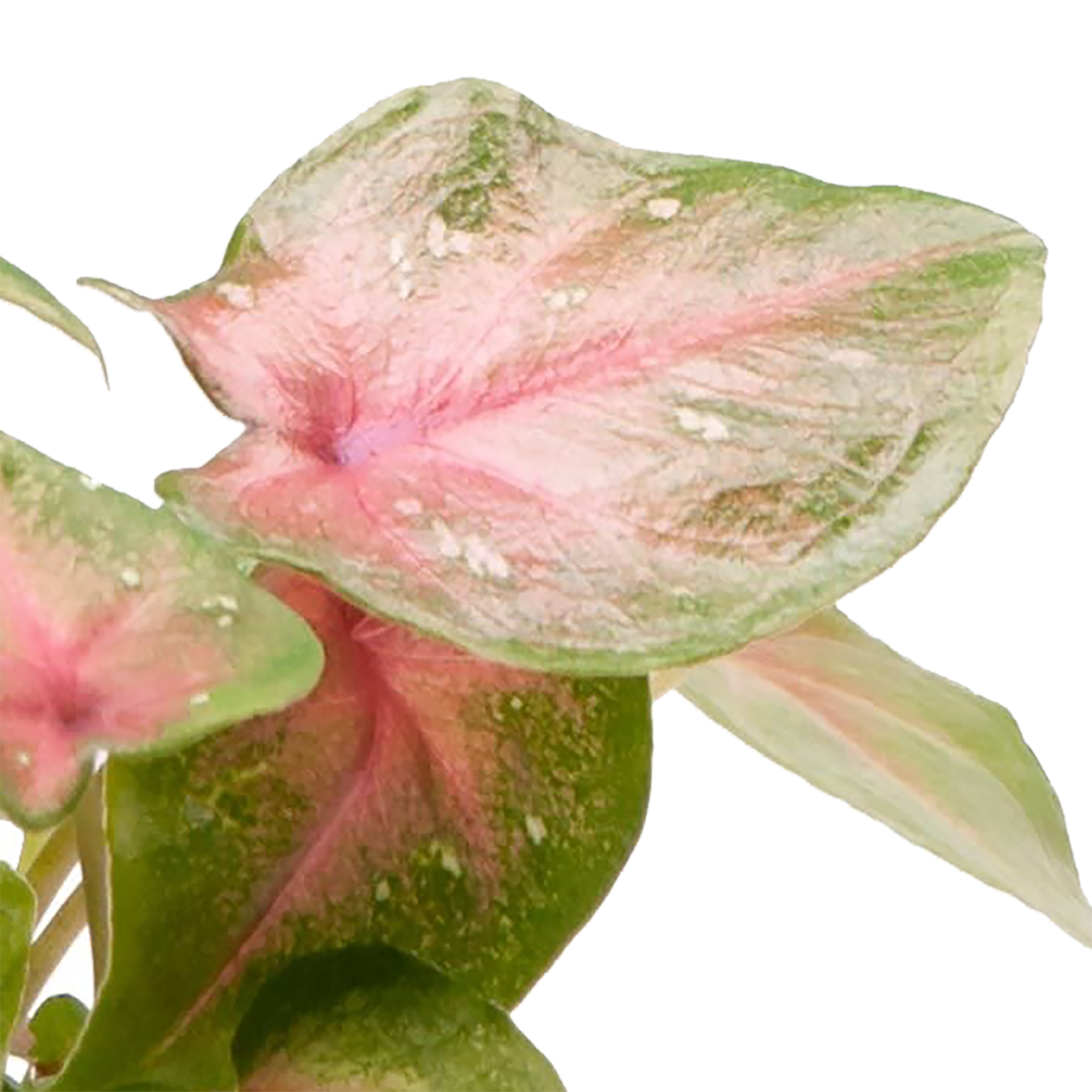 Kaladium Casey 10-15 cm - 2